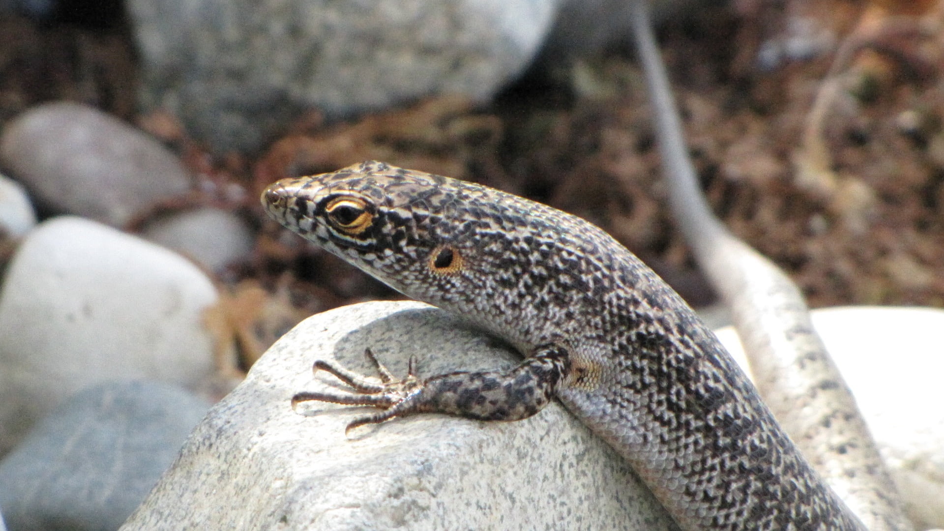 nature, profile view, animals in the wild, animal, reptile, rock - object, animal body part, animal themes, no people, rock, lizard, one animal, day, looking, HD Wallpaper