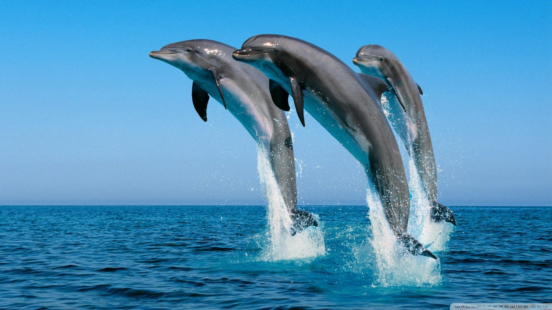 Animal, 1080P, Bottlenose Dolphin, Dolphin, HD Wallpaper