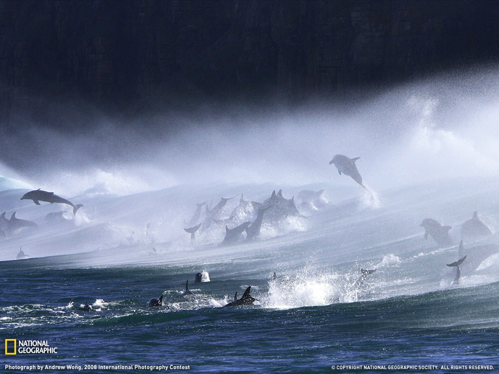 480P, art, bottlenose, dolphins, surf, Cool, bottlenose dolphins surf, animals, hd, HD Wallpaper
