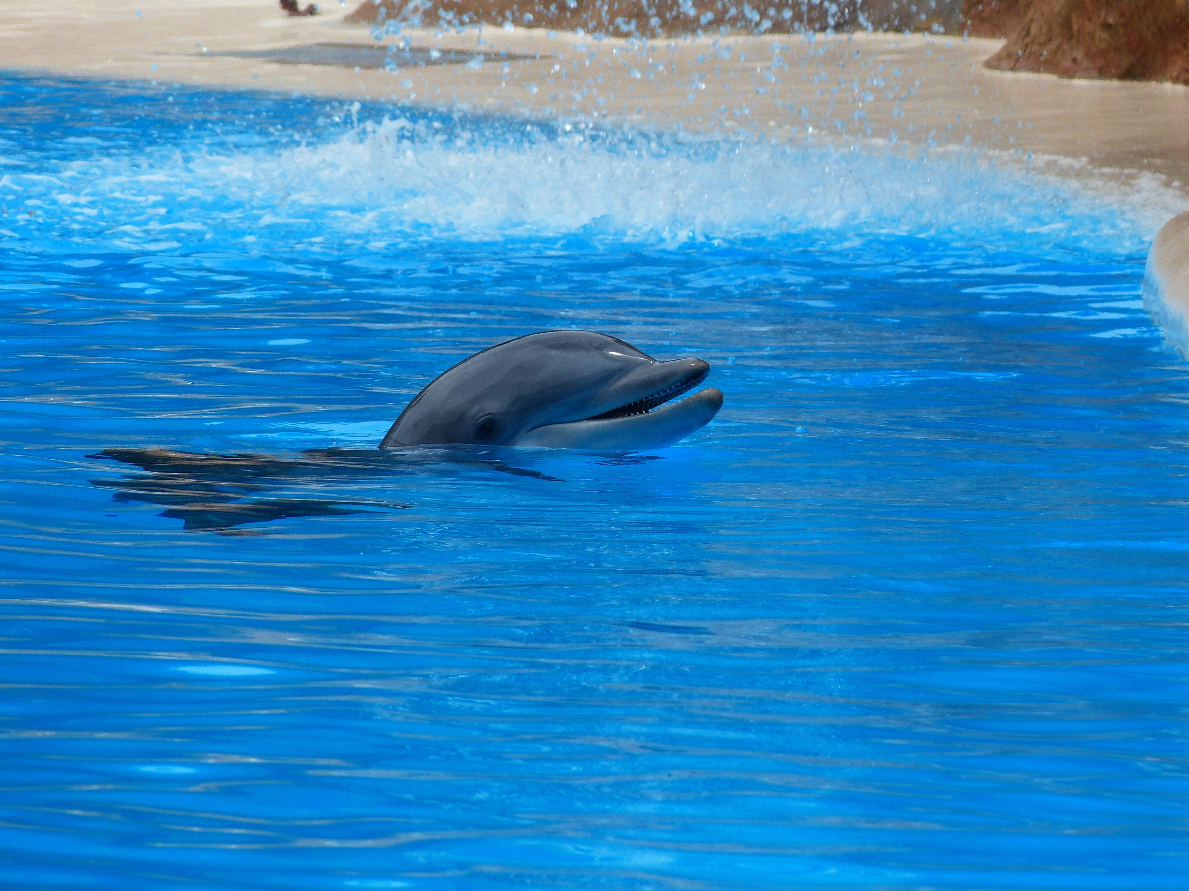 turquoise colored, motion, animal themes, meeresbewohner, one animal, outdoors, Jump, tursiops truncatus, mammal, water, mammalia, cetacea, swimming pool, HD Wallpaper
