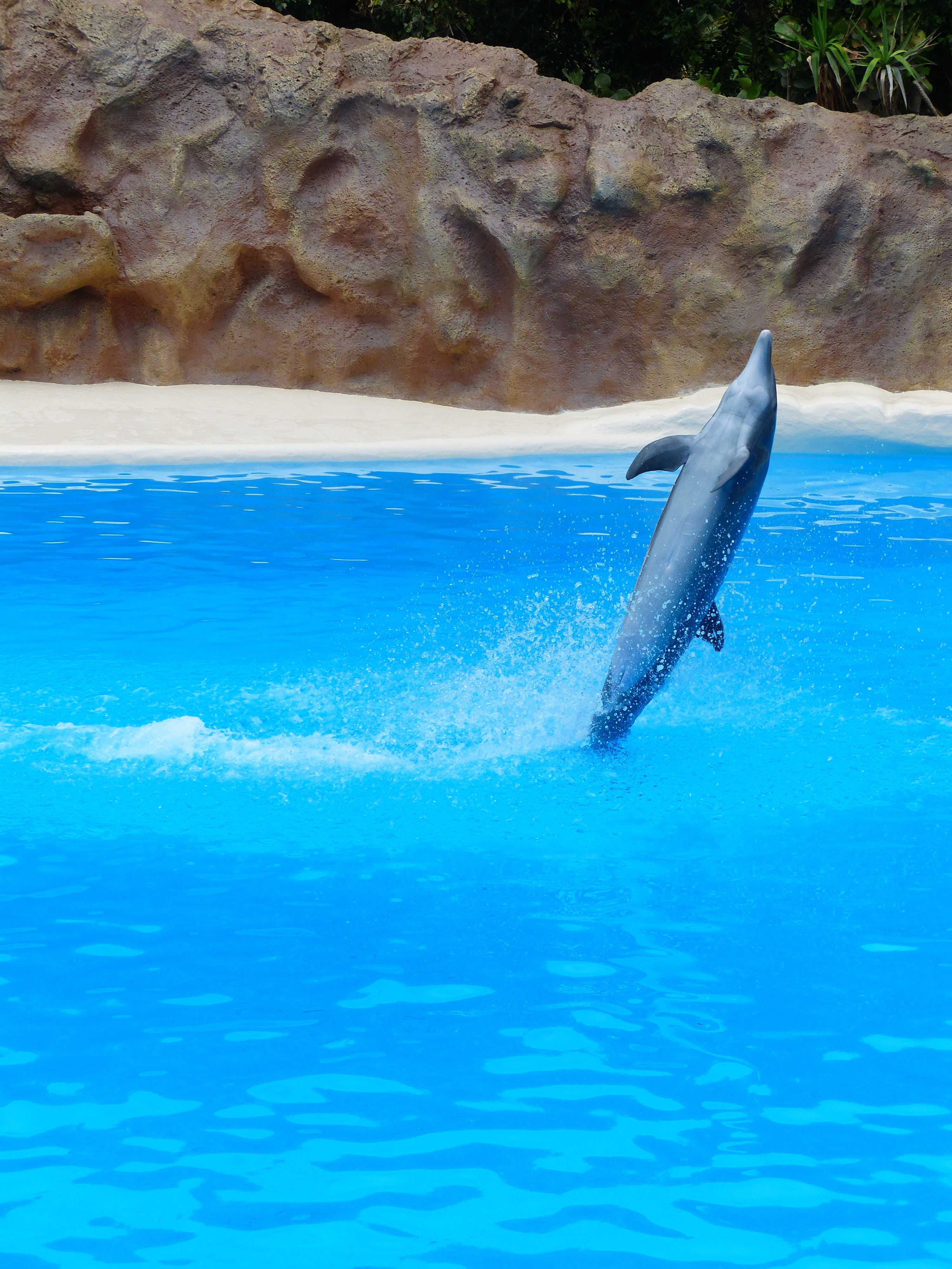 animal wildlife, jump, wildlife, vertebrate, animal, sea Life, no people, pool, mammal, sea, tursiops truncatus, mammals, marine, animals in the wild, water, Phone HD Wallpaper