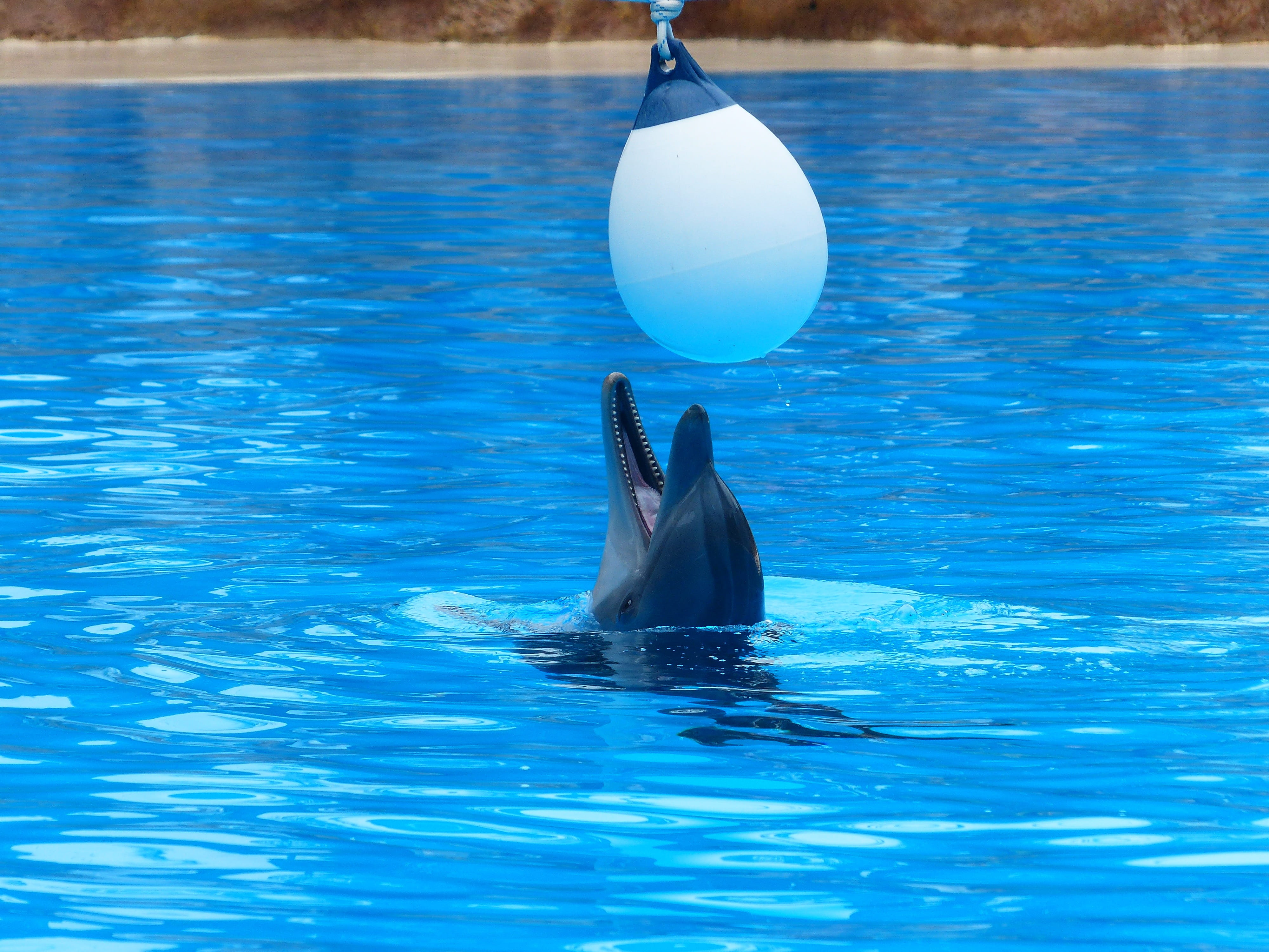 no people, underwater, one animal, swimming pool, animals, tursiops truncatus, mammalia, marine mammals, ball, nature, dolphin, animal, marine, animal themes, HD Wallpaper