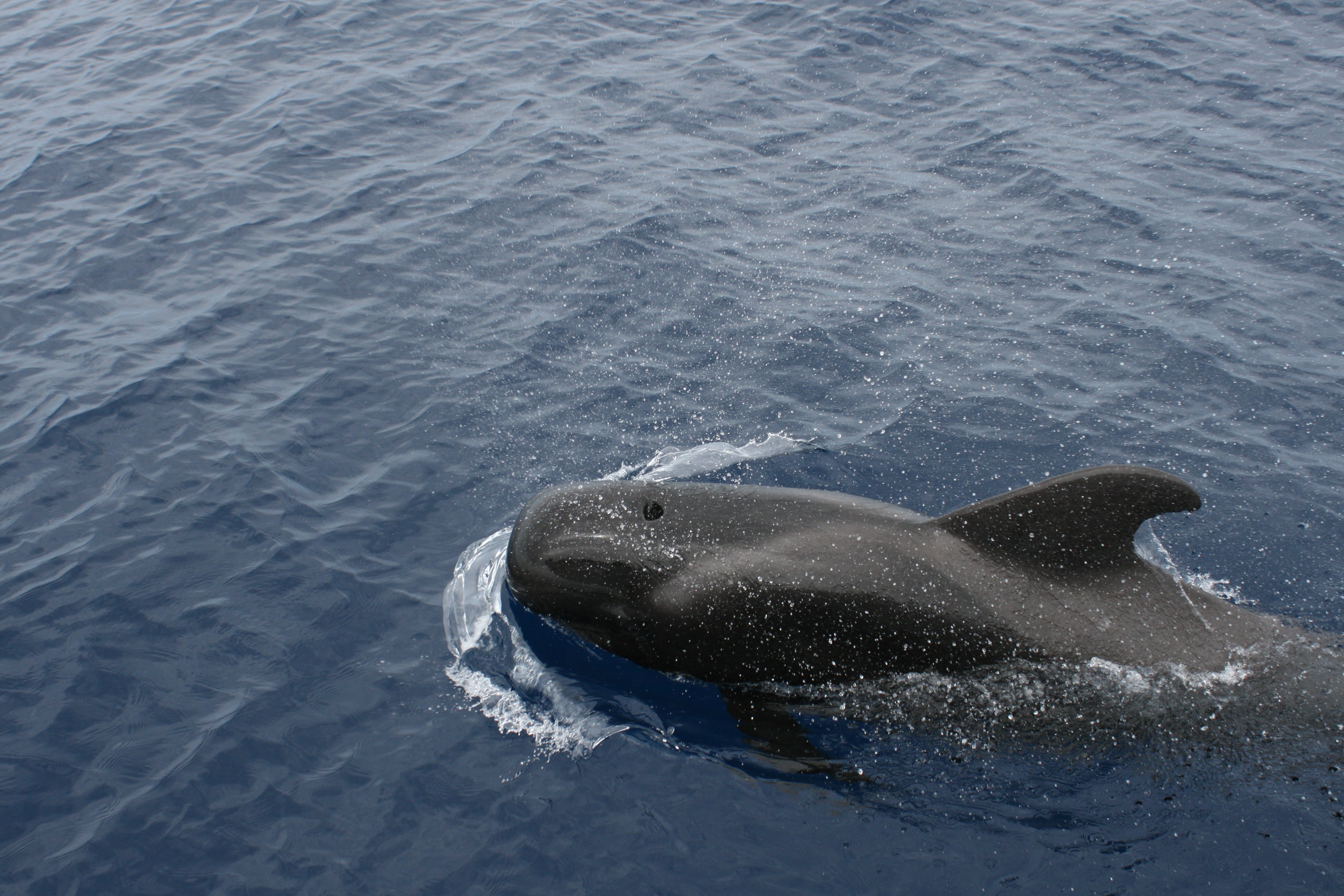 animal nose, 4K, vertebrate, bottlenose dolphin, swimming, little whale, mammal, animal, marine, animals in the wild, underwater, high angle view, animal wildlife, HD Wallpaper