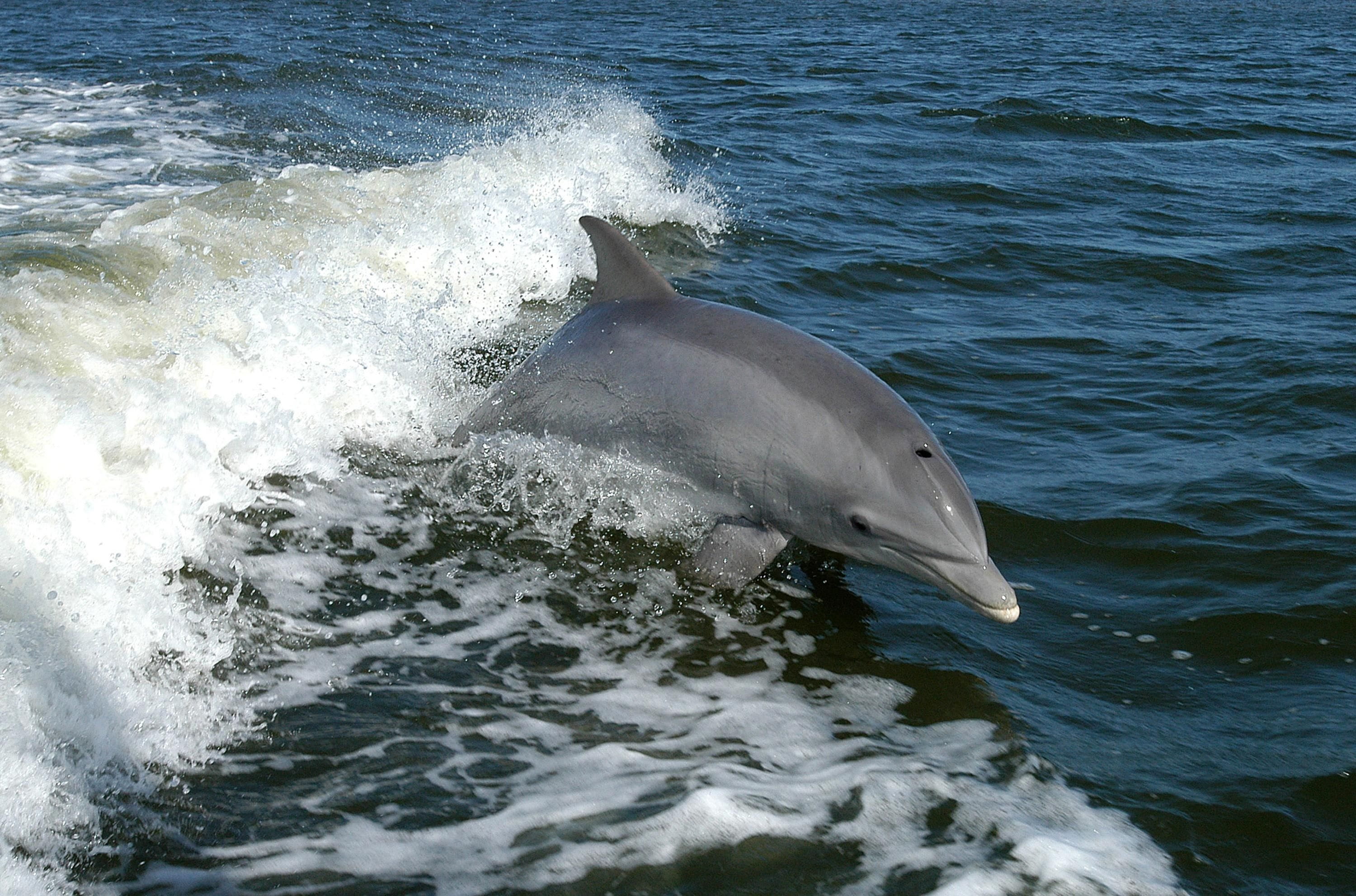 waterfront, dolphins, no people, dolphin, bottlenose, marine, nature, water, outdoors, underwater, 2K, animals, aquatic mammal, fauna, animal, mammal, HD Wallpaper