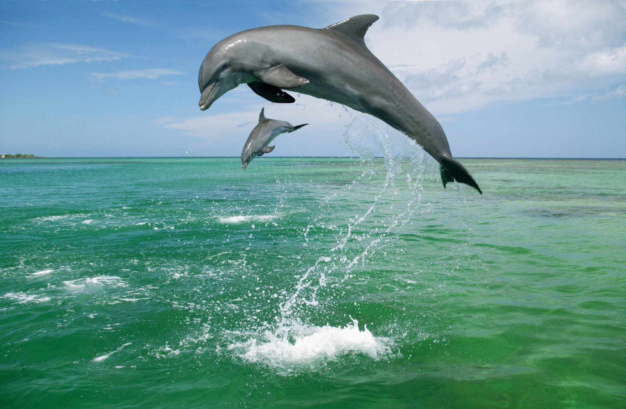 animals in the wild, Dolphins, mid-air, no people, day, outdoors, horizon, Tursiops, jumping, Animals, water, sky, animal themes, animal, mammal, Truncatus, HD Wallpaper