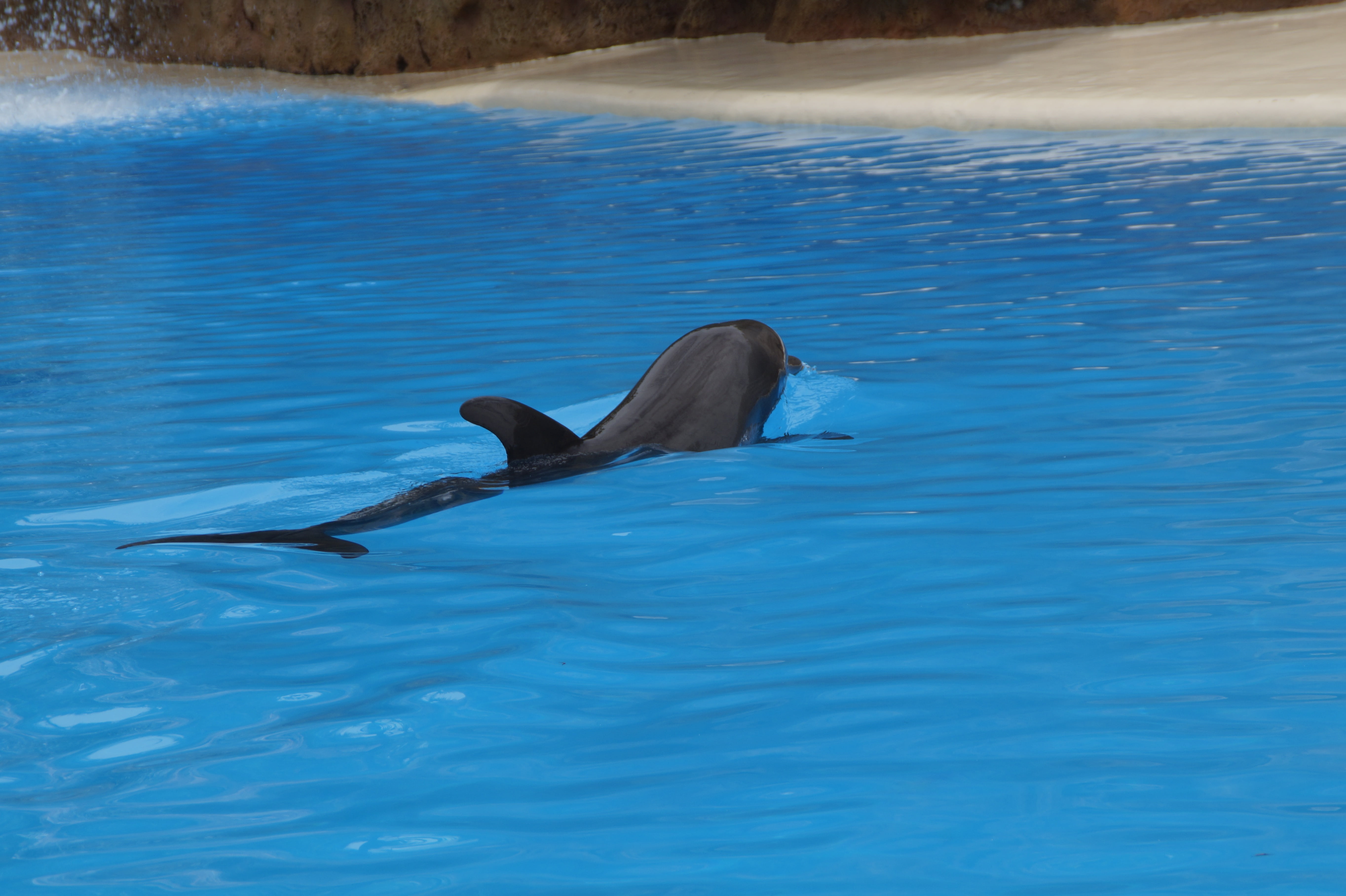 blue, head, vertebrate, animal husbandry, water, pinball, pool, aquatic mammal, bottlenose dolphin, sea, animals, animal themes, day, swimming, outdoors, HD Wallpaper