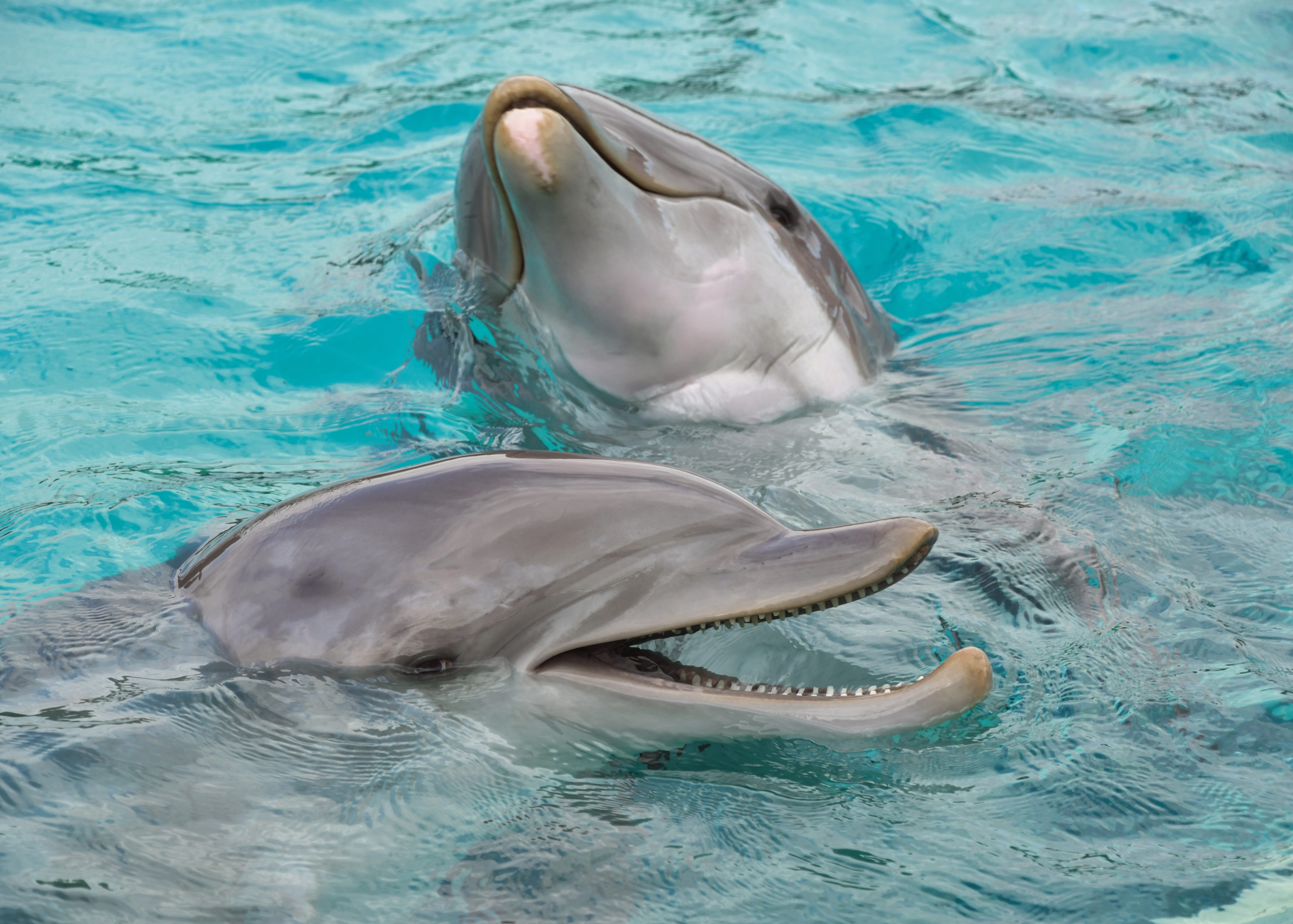 gray, sea, fish, nature, animal, mammal, water, aquatic mammal, group of animals, turquoise colored, dolphin, animal wildlife, sea life, animal mouth, 5K, HD Wallpaper