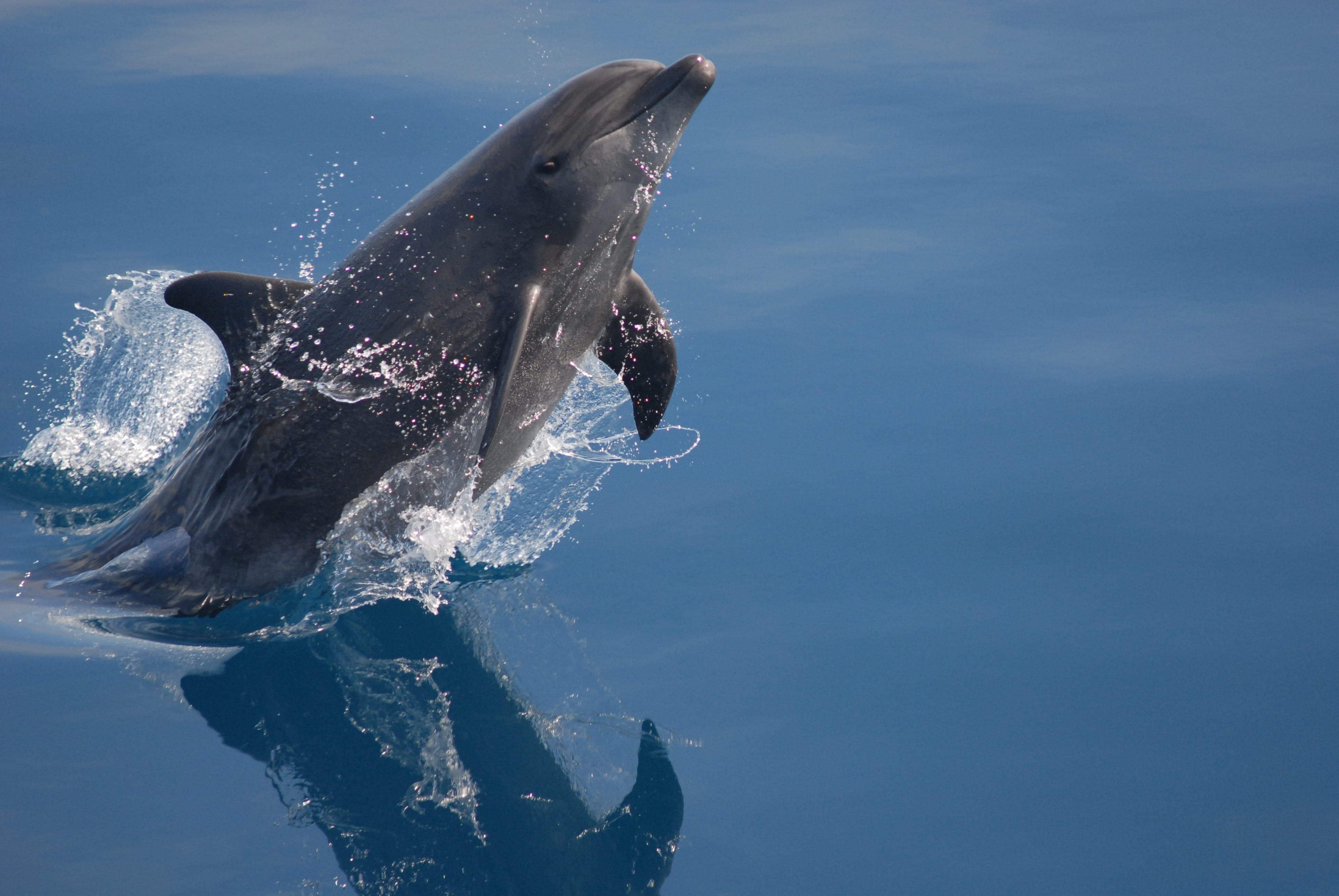 day, mouth open, ocean, dolphin, sea, animal, beautiful, outdoors, mammal, swimming, underwater, animal themes, jump, 4K, animal wildlife, animals in the wild, HD Wallpaper