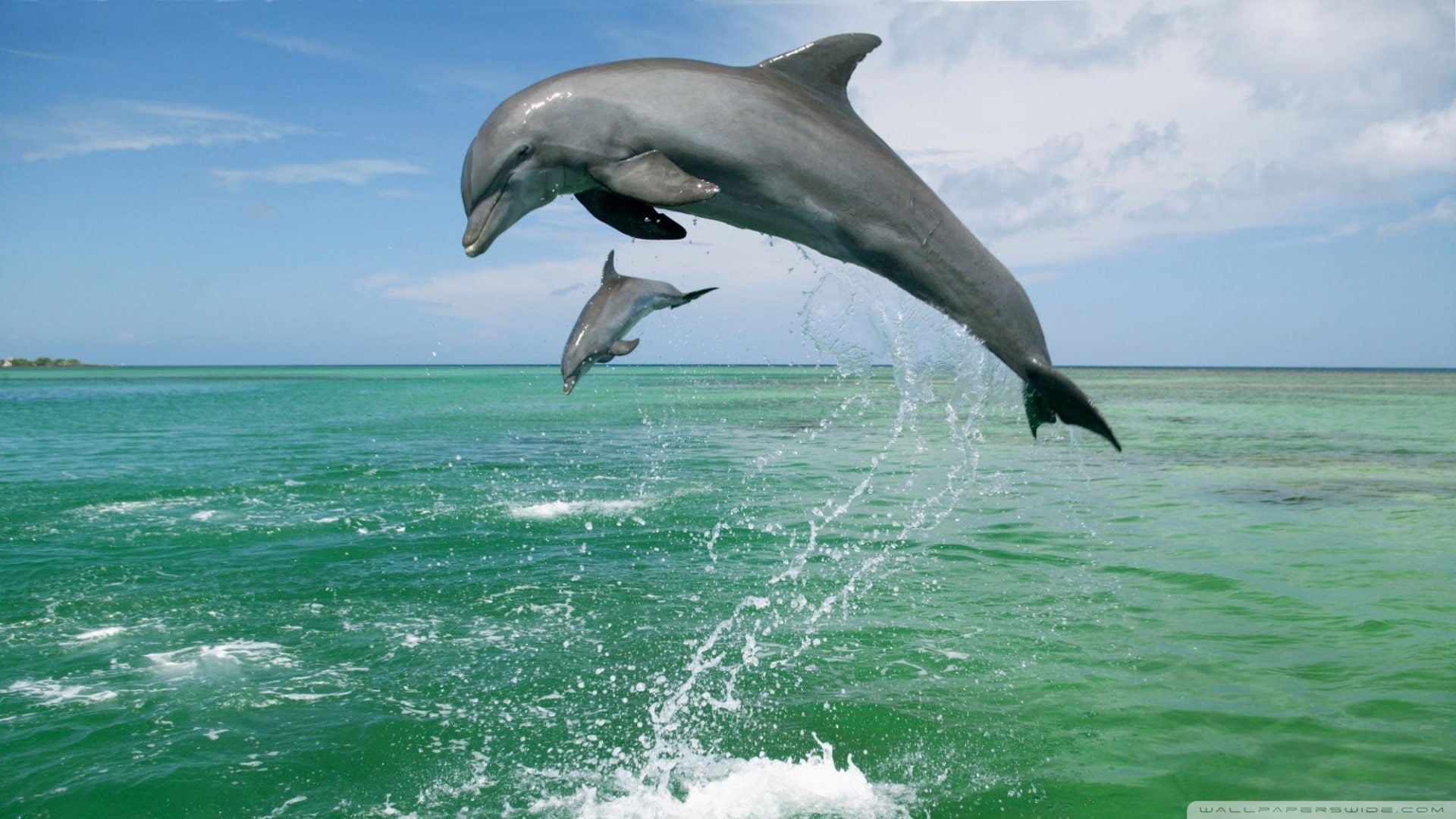 Animal, Bottlenose Dolphin, 1080P, Dolphin, HD Wallpaper