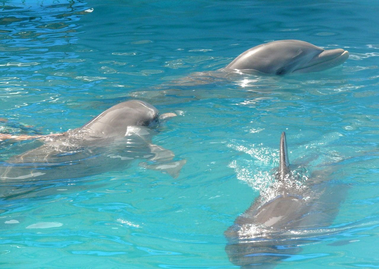 animal wildlife, day, Swimming, mammal, sea, animal, Water, animals in the wild, underwater, swimming pool, bottlenose, care, blue, marine, aqua, wildlife, HD Wallpaper