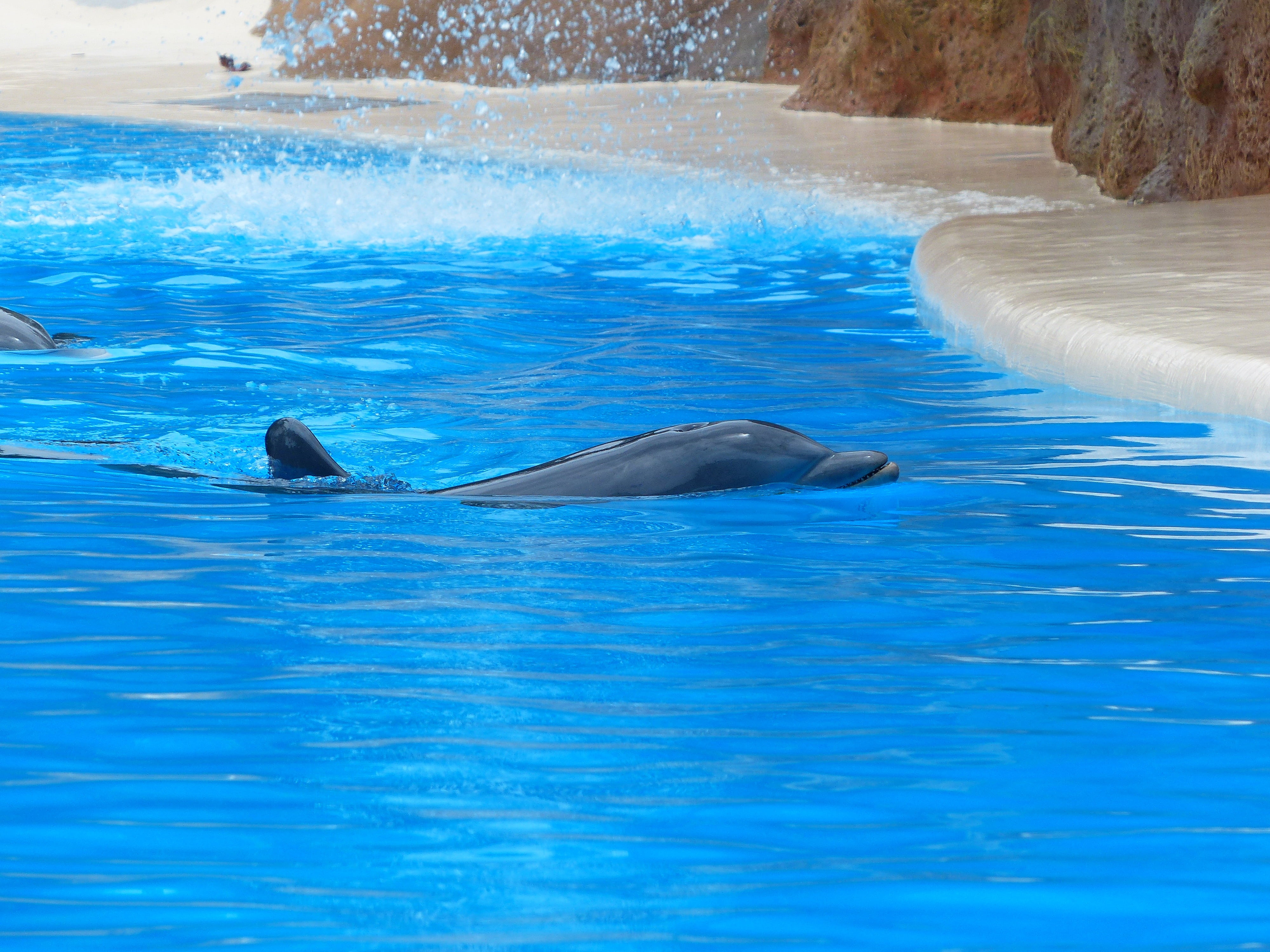 marine mammals, delphinidae, vertebrate, wildlife, underwater, nature, swimming, cetacea, sea, swimming pool, outdoors, rest, meeresbewohner, no people, HD Wallpaper