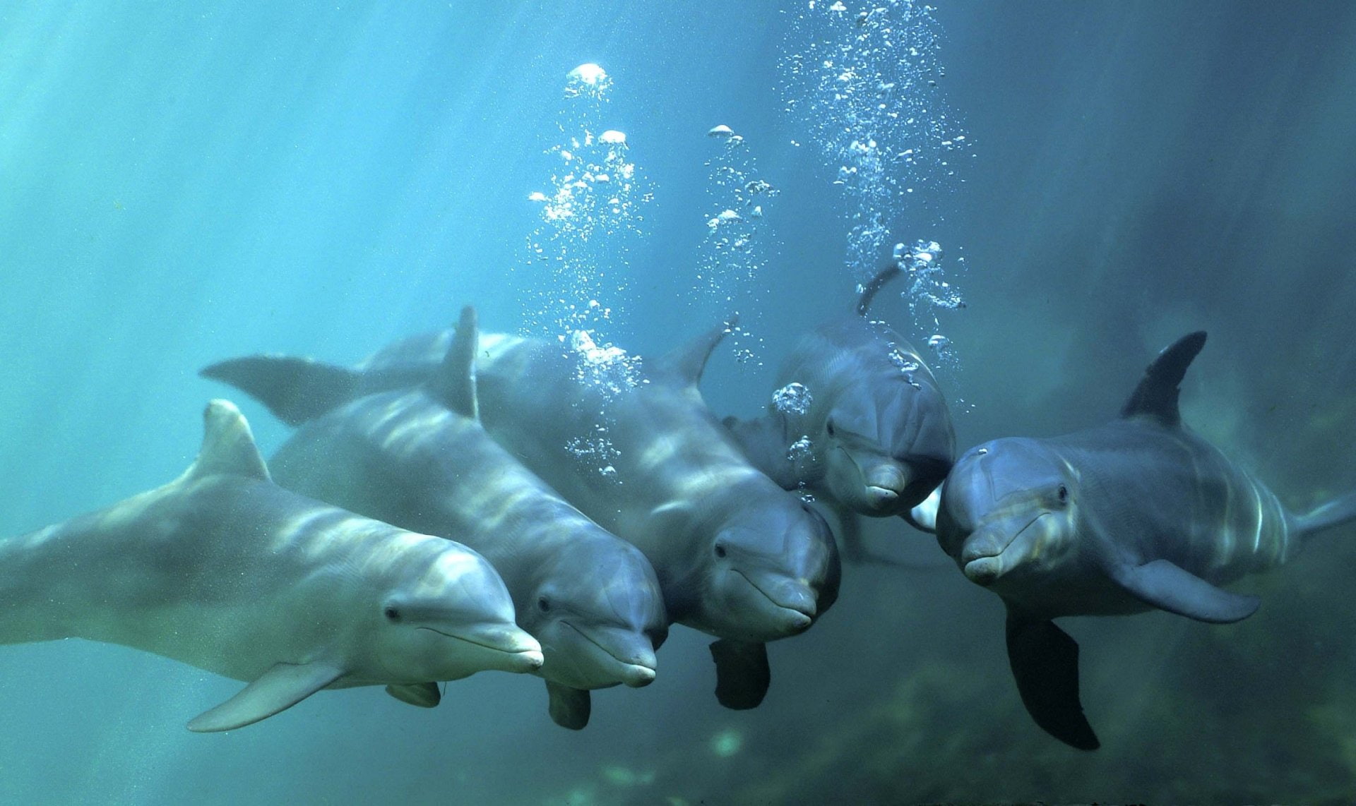 Dolphin, Bottlenose, Underwater, Animal, 1080P, HD Wallpaper
