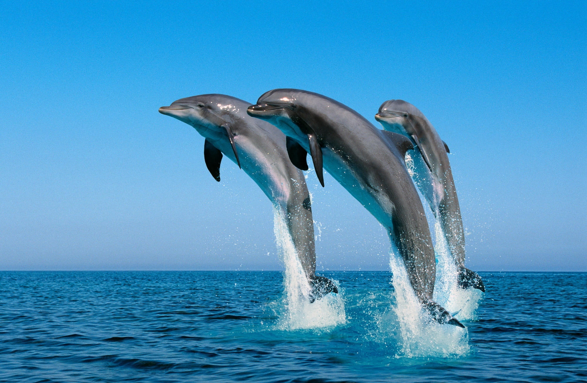 nature, 1080P, Sea, animal themes, blue, Bottlenose, outdoors, two animals, Truncatus, horizon, Dolphins, animal wildlife, Animals, sky, three, water, HD Wallpaper