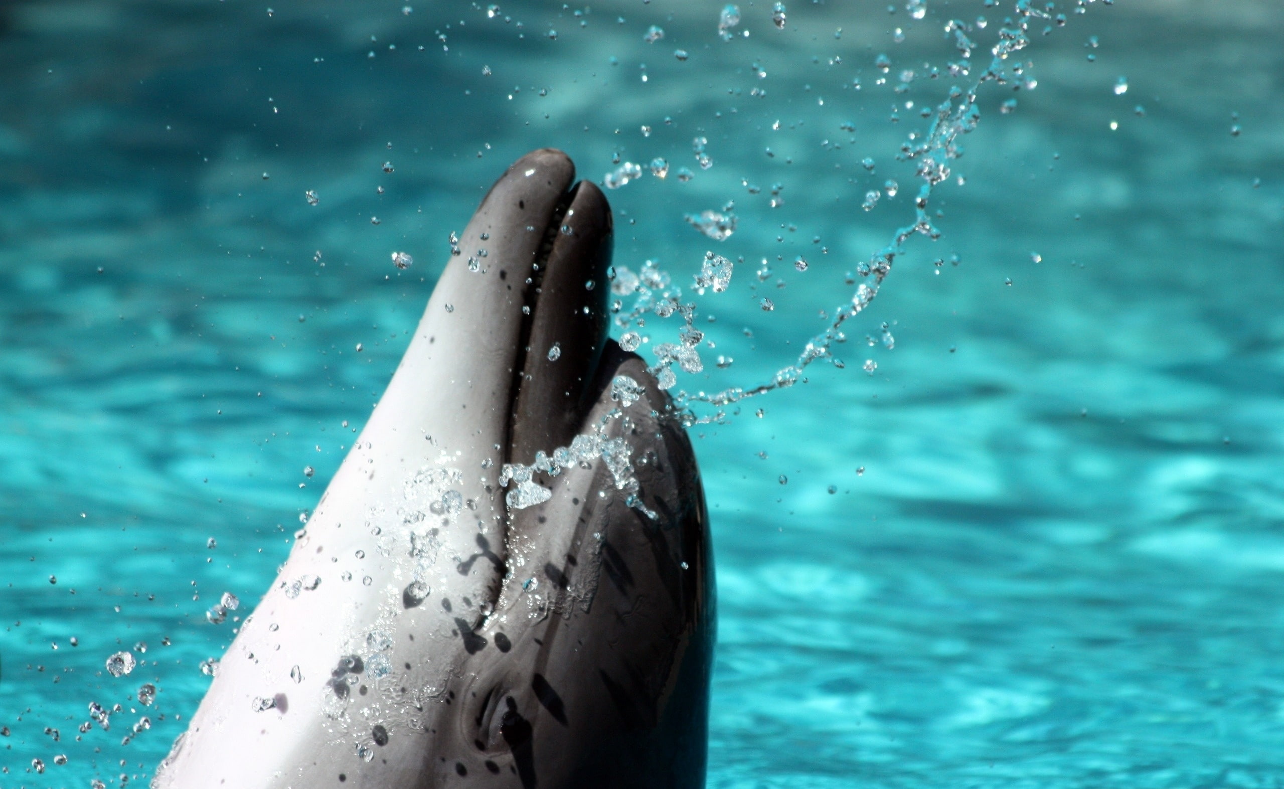 undersea, aquatic mammal, marine, motion, real people, one person, gray, outdoors, underwater, water, 2K, day, animal, focus on foreground, animal wildlife, HD Wallpaper