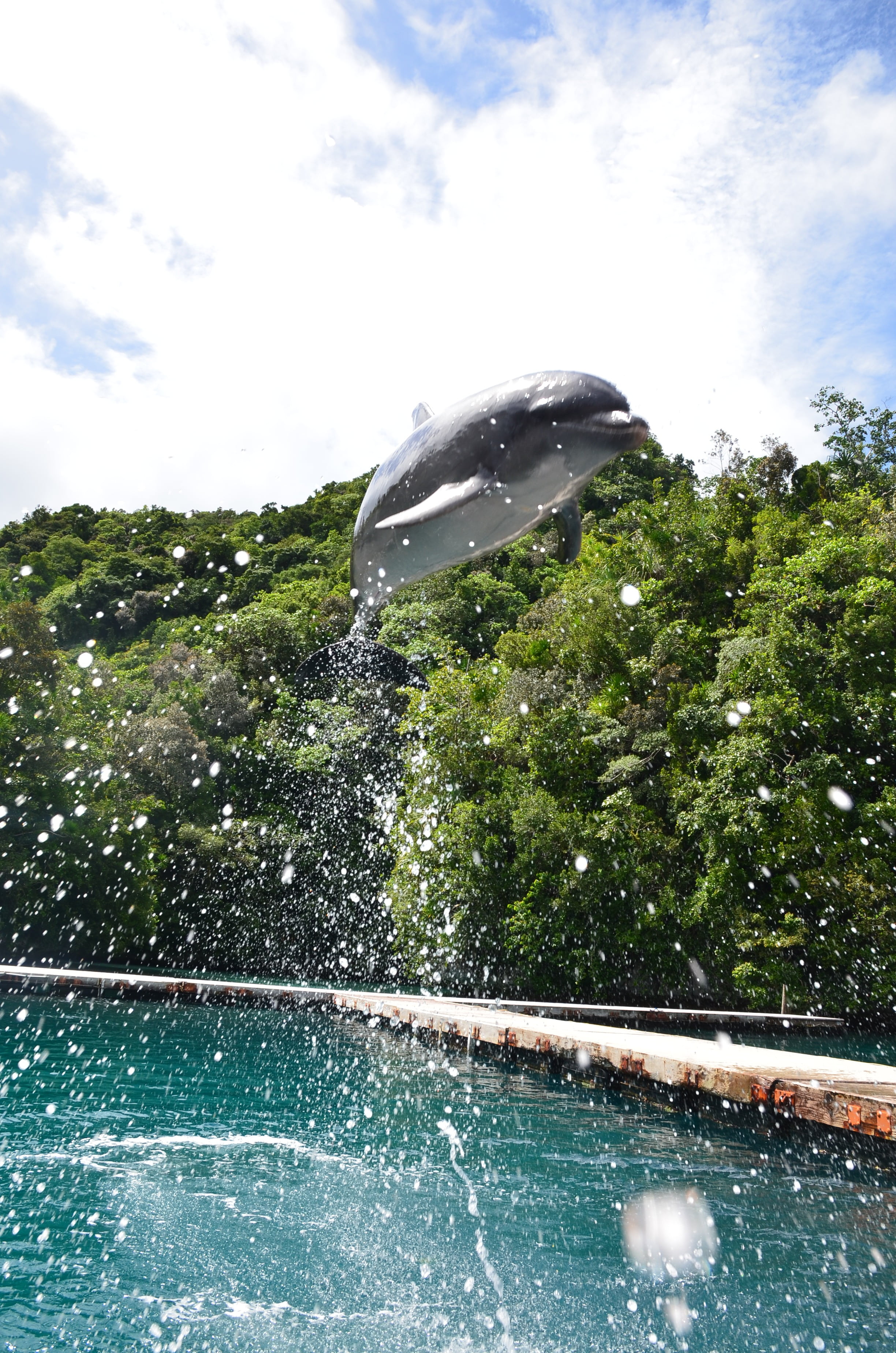 outdoors, marine, motion, spraying, dolphin, palau dolphin, no people, leap, tree, water, mammal, splashing, scenics - nature, high, height, cloud - sky, Phone HD Wallpaper