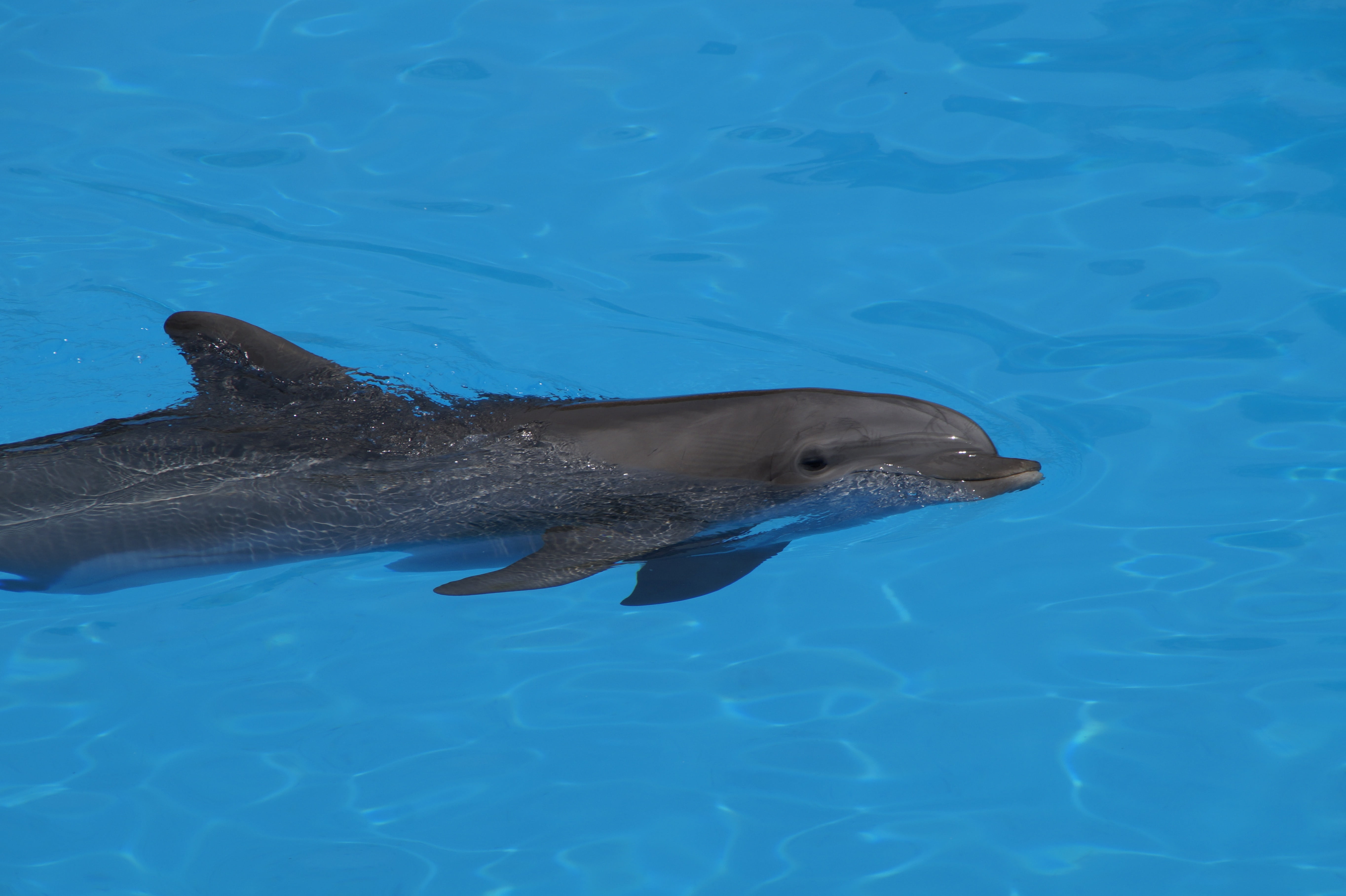 play, mammals, waterfront, fish, sea, animal wildlife, 5K, dolphin, water, animal, sea life, pinball, bottlenose dolphin, blue, vertebrate, one animal, HD Wallpaper