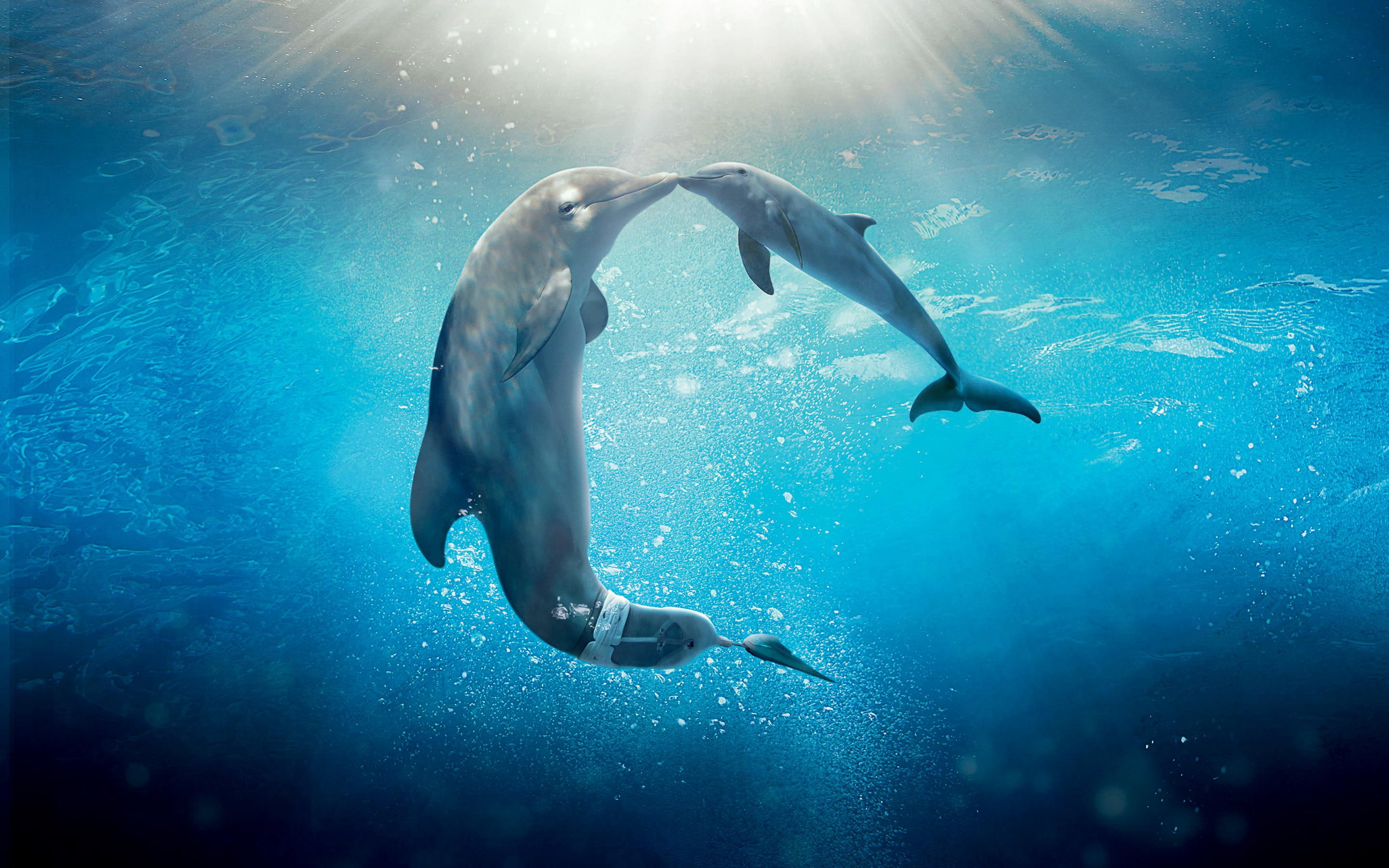 2K, tale, dolphin, HD Wallpaper