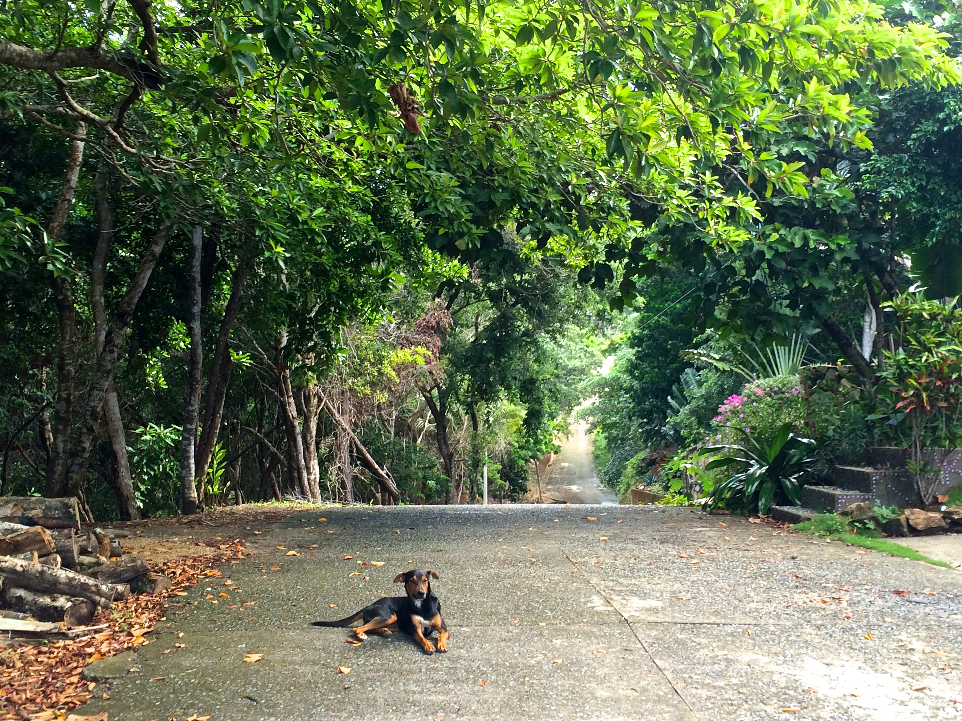 animal themes, canine, outdoors, nature, one animal, the way forward, domestic, tree, 2K, mammal, direction, day, pets, road, travel, roatan, full length, HD Wallpaper