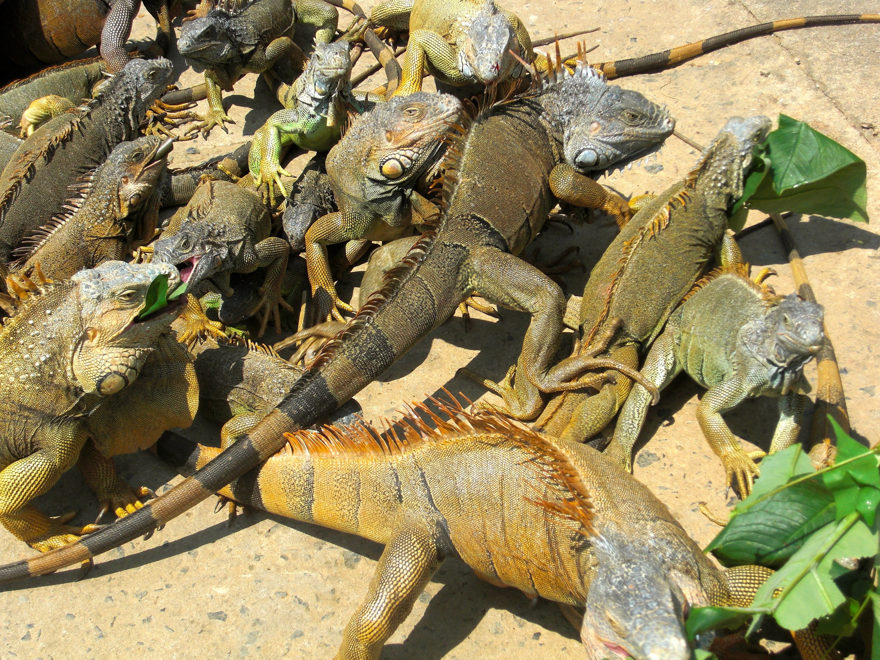 iguana, nature, group of animals, animal scale, 2K, outdoors, leaf, lizard, reptile, roatan, plant part, sunlight, animal wildlife, honduras, iguanas, HD Wallpaper