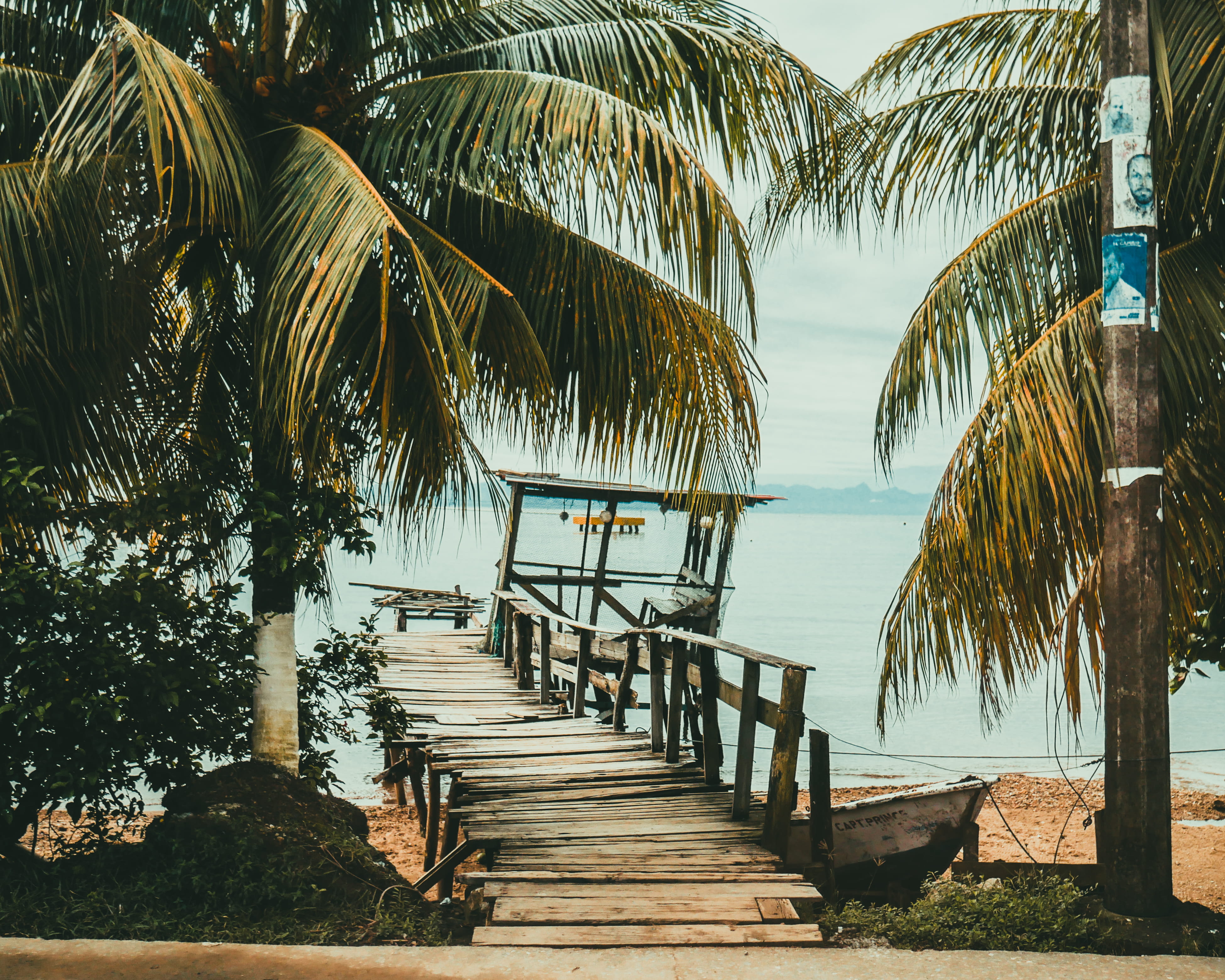 plant, 4K, tranquility, outdoors, growth, tropical, direction, palm tree, the way forward, wood, landscape, palm trees, tree, travel, wood - material, HD Wallpaper