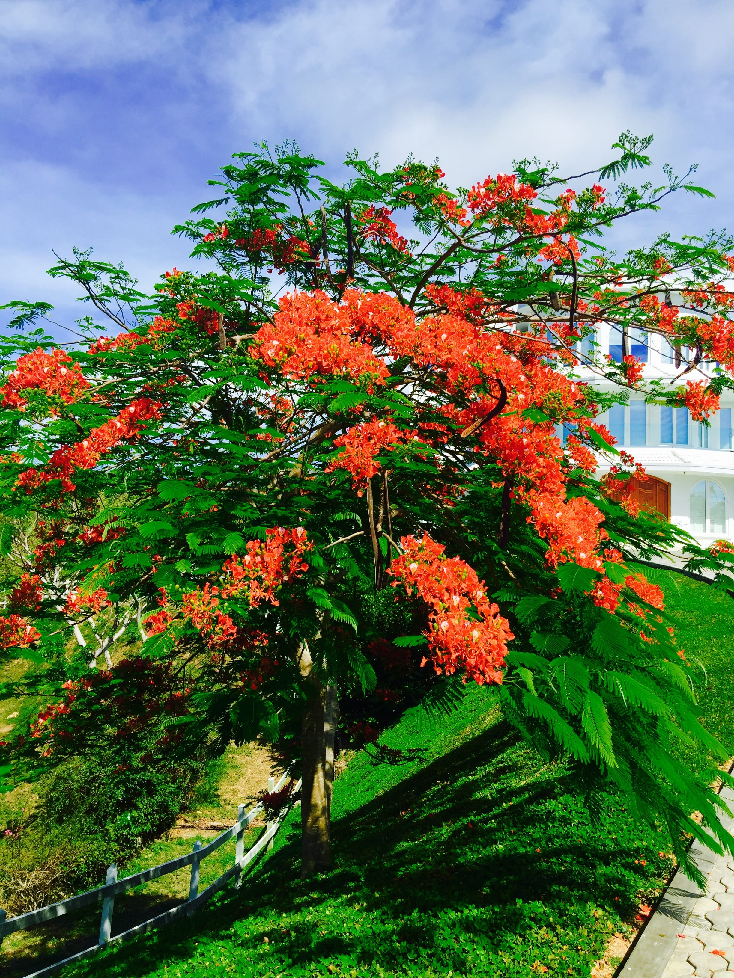 bay islands, orange color, fragility, flower head, roatan, bush, red blossom, freshness, built structure, sky, palmetto coasts, day, vulnerability, nature, Phone HD Wallpaper