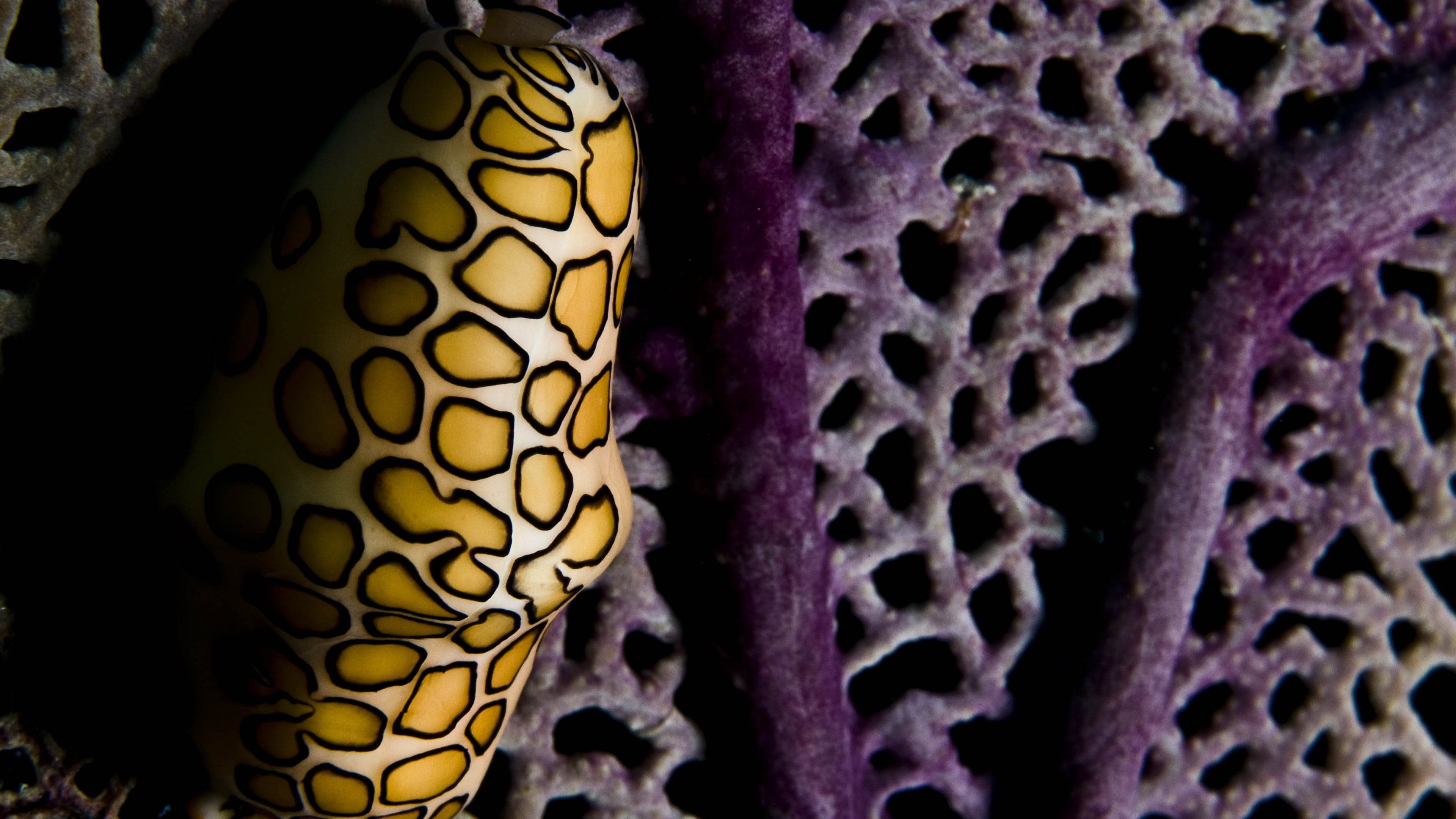 Roatan, Marine Park, yellow, Coral Polyps, purple, 4K, underwater, water, aquarium, Flamingo Tongue Snail, Worlds best diving sites, diving, Honduras, HD Wallpaper