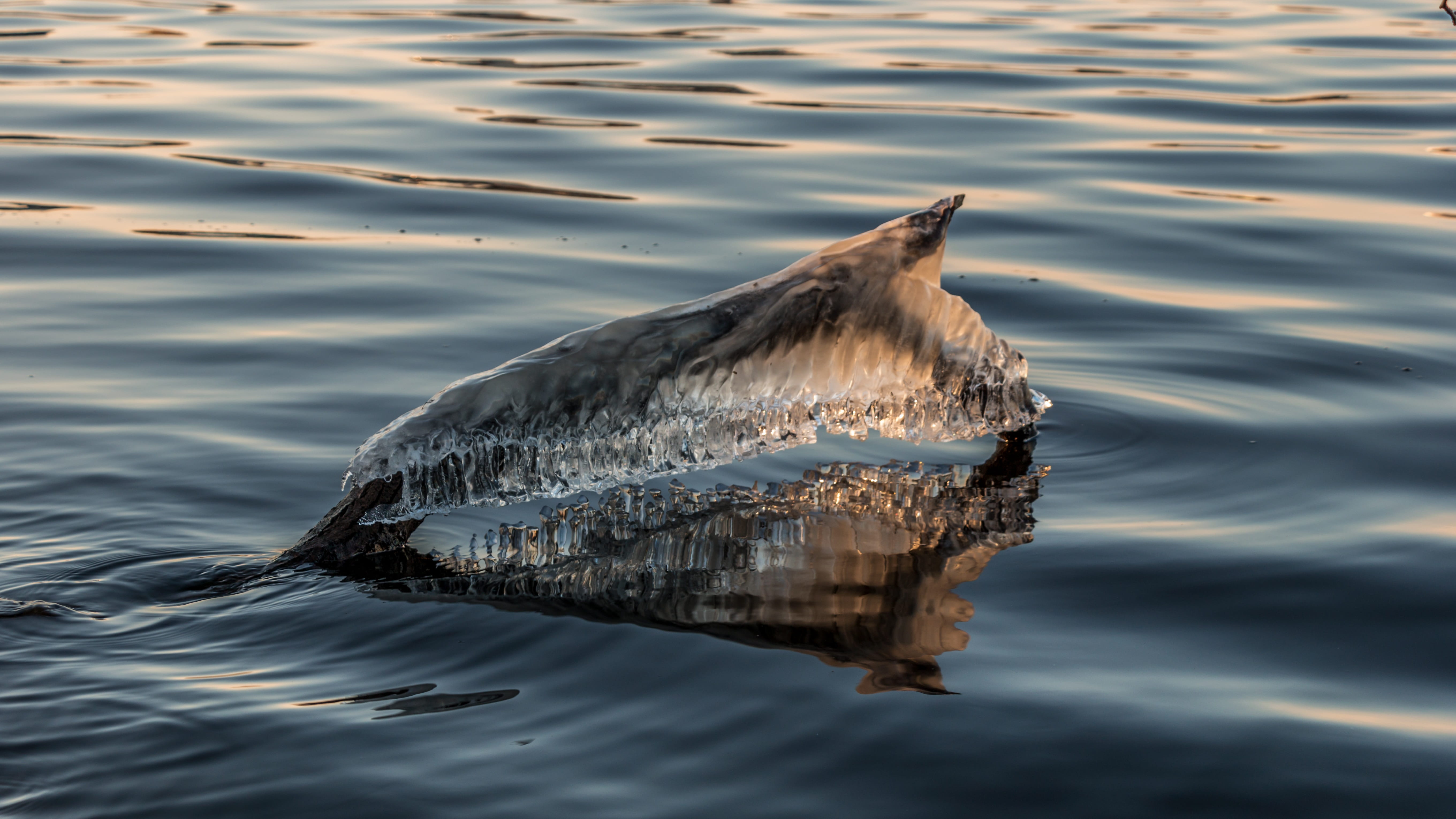 vertebrate, one animal, day, water, nature, animal, underwater, sea, winter, swimming, waterfront, aquatic mammal, no people, rippled, animal themes, outdoors, HD Wallpaper