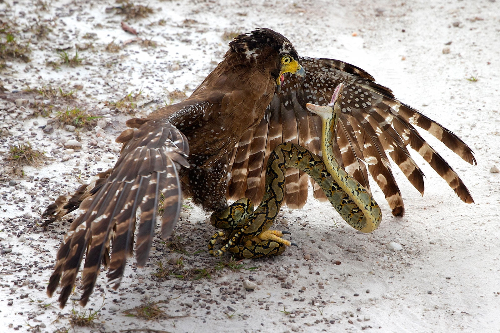 snake, animals, birds, winter, nature, wildlife, 720P, falcons, feathers, wings, snow, fighting, HD Wallpaper