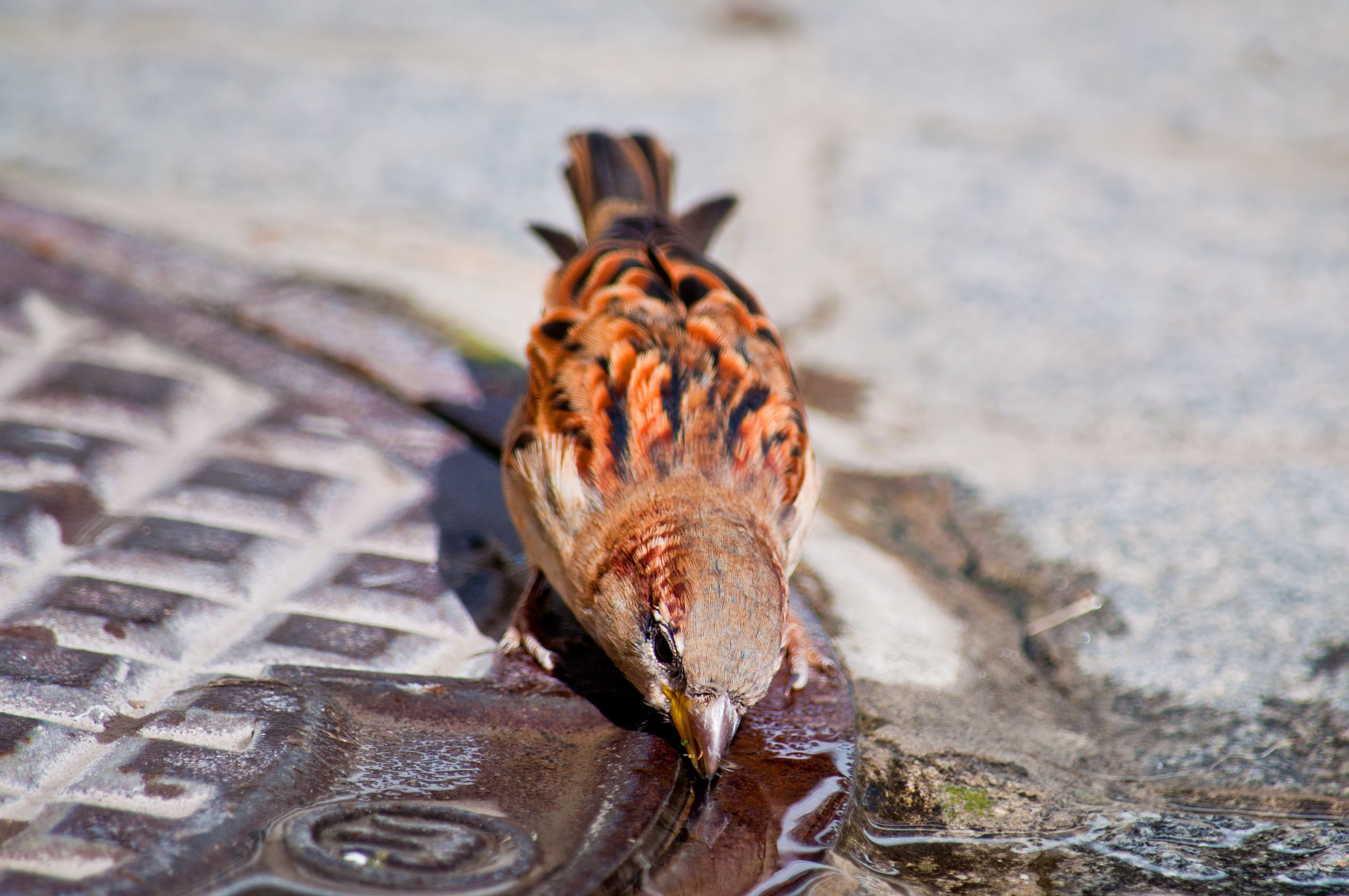 animal body part, small, animal, creature, one animal, cute, 4K, focus on foreground, vertebrate, selective focus, animal world, day, full length, looking at camera, HD Wallpaper