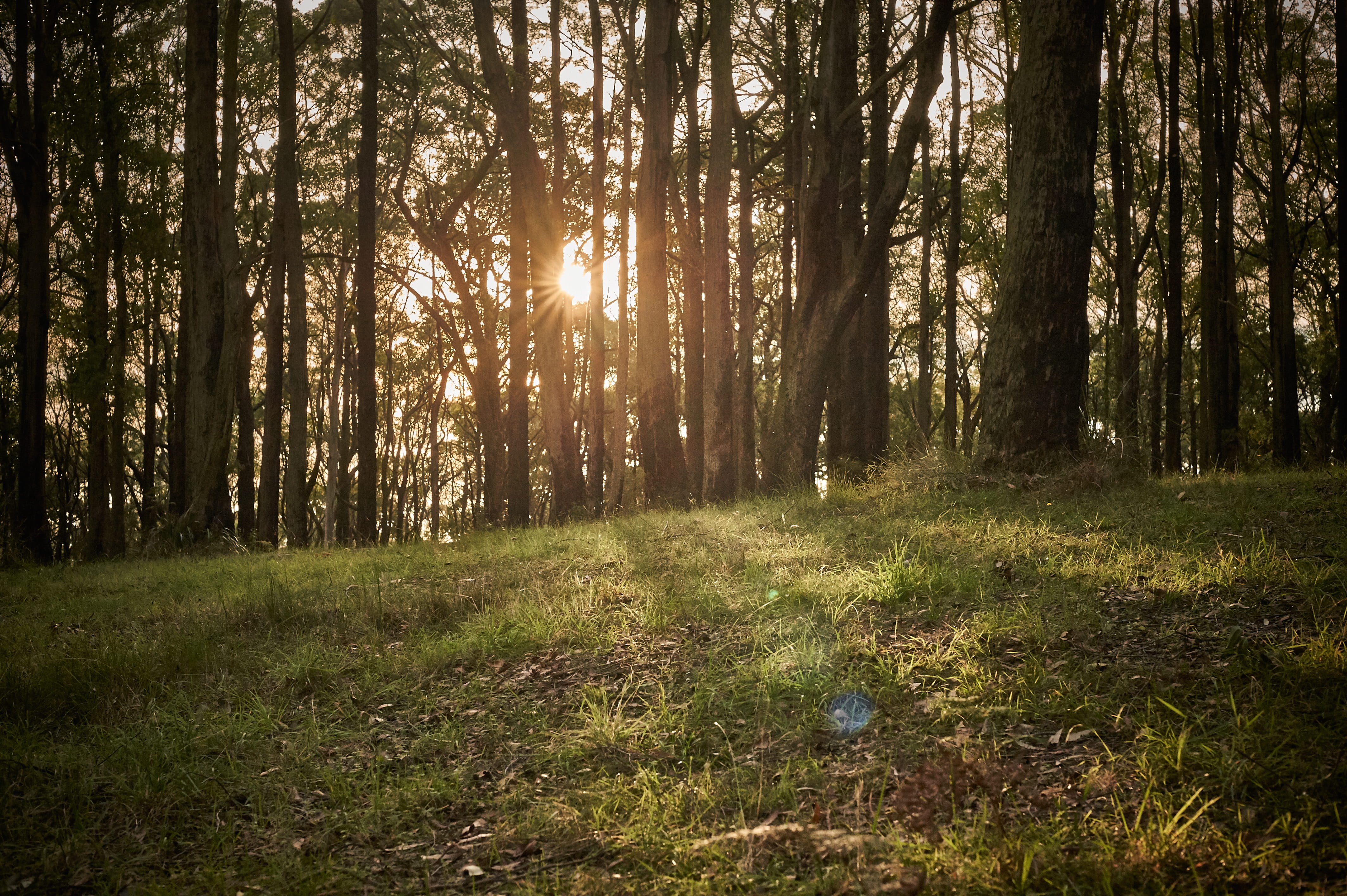 trunk, grass, outdoors, tree, woodland, australia, sun, 4K, trees, no people, land, tranquility, non-urban scene, beauty in nature, green color, nature, HD Wallpaper