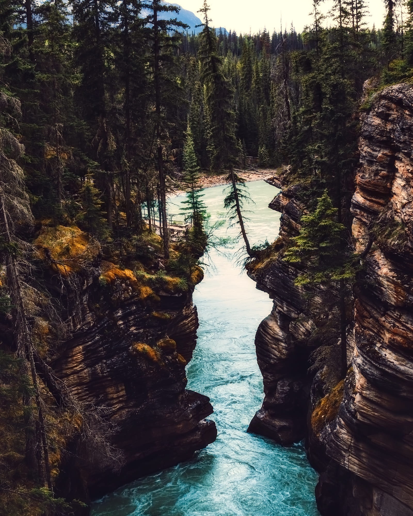 flowing, tree, tranquil scene, stream, outdoors, tourism, tranquility, woods, green, scenics, Ravine, countryside, beauty in nature, Landscape, rock, forest, Phone HD Wallpaper