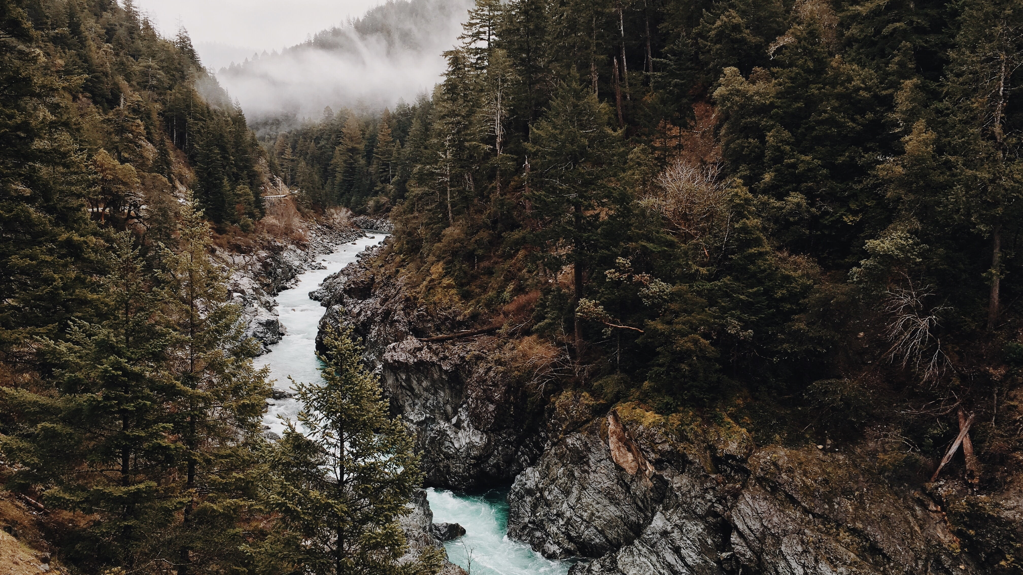 coniferous, coniferous tree, pines, pine tree, outdoor, stream, tranquil scene, day, idyllic, growth, plant, beauty in nature, scenics - nature, no people, HD Wallpaper
