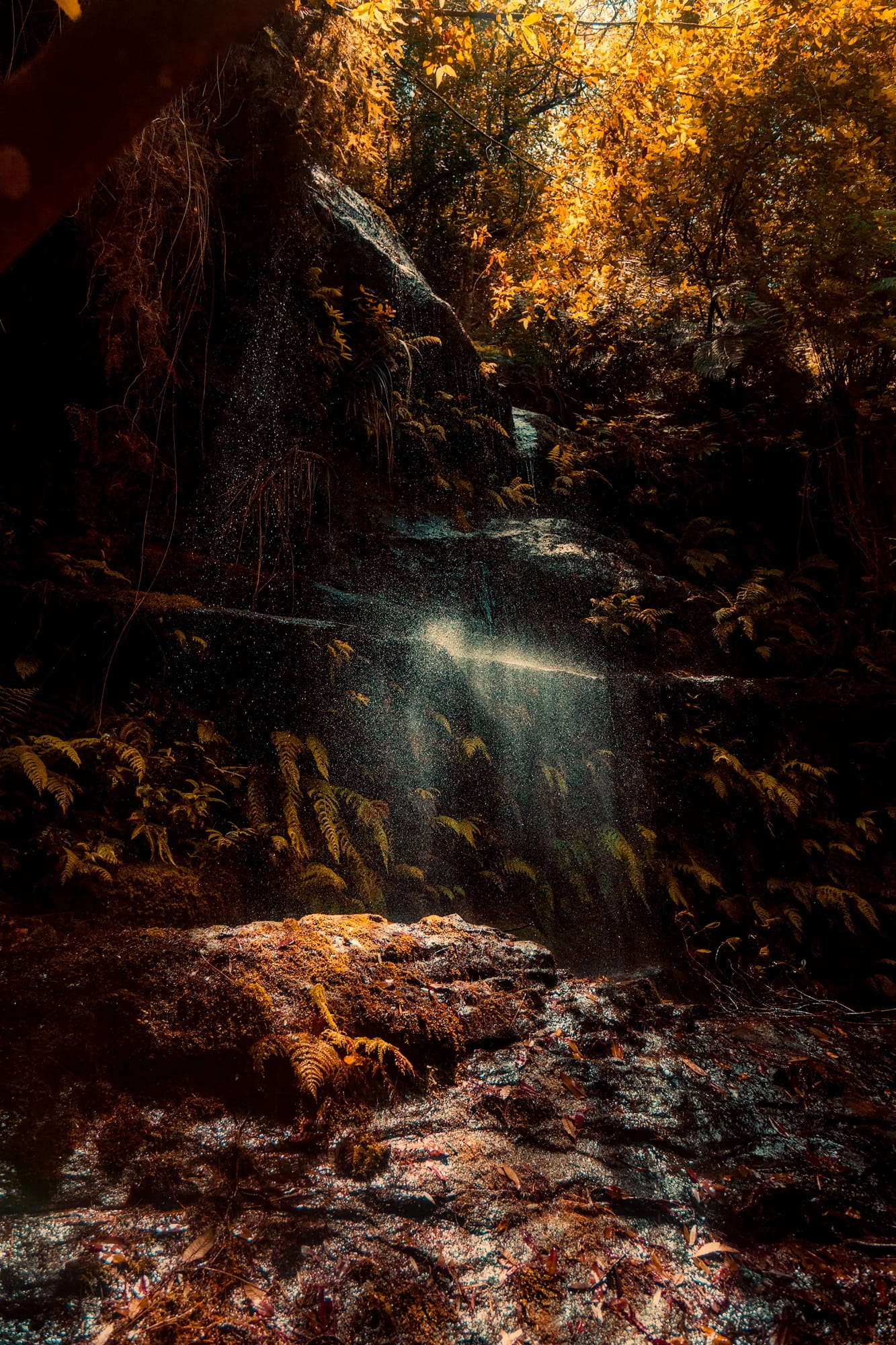 tree, Autumn, nature, cascade, 1080P, no people, motion, outdoors, beautiful, Landscape, beauty in nature, hdr, tranquil scene, Gully, Fall, Fall, forest, Phone HD Wallpaper