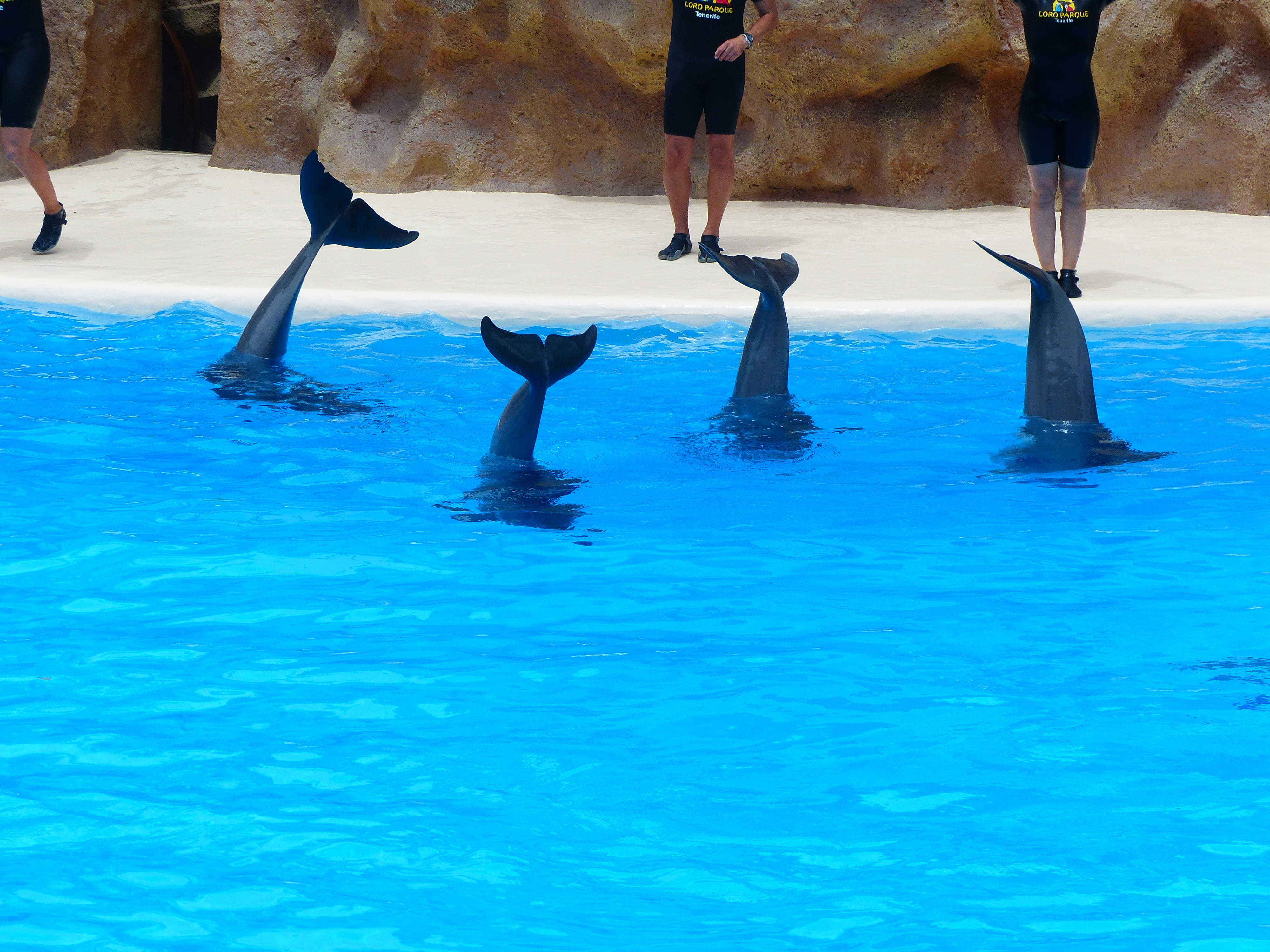 medium, human body part, delphinidae, group of people, men, meeresbewohner, low section, fins, cetacea, animals, day, blue, toothed, standing on your head, HD Wallpaper