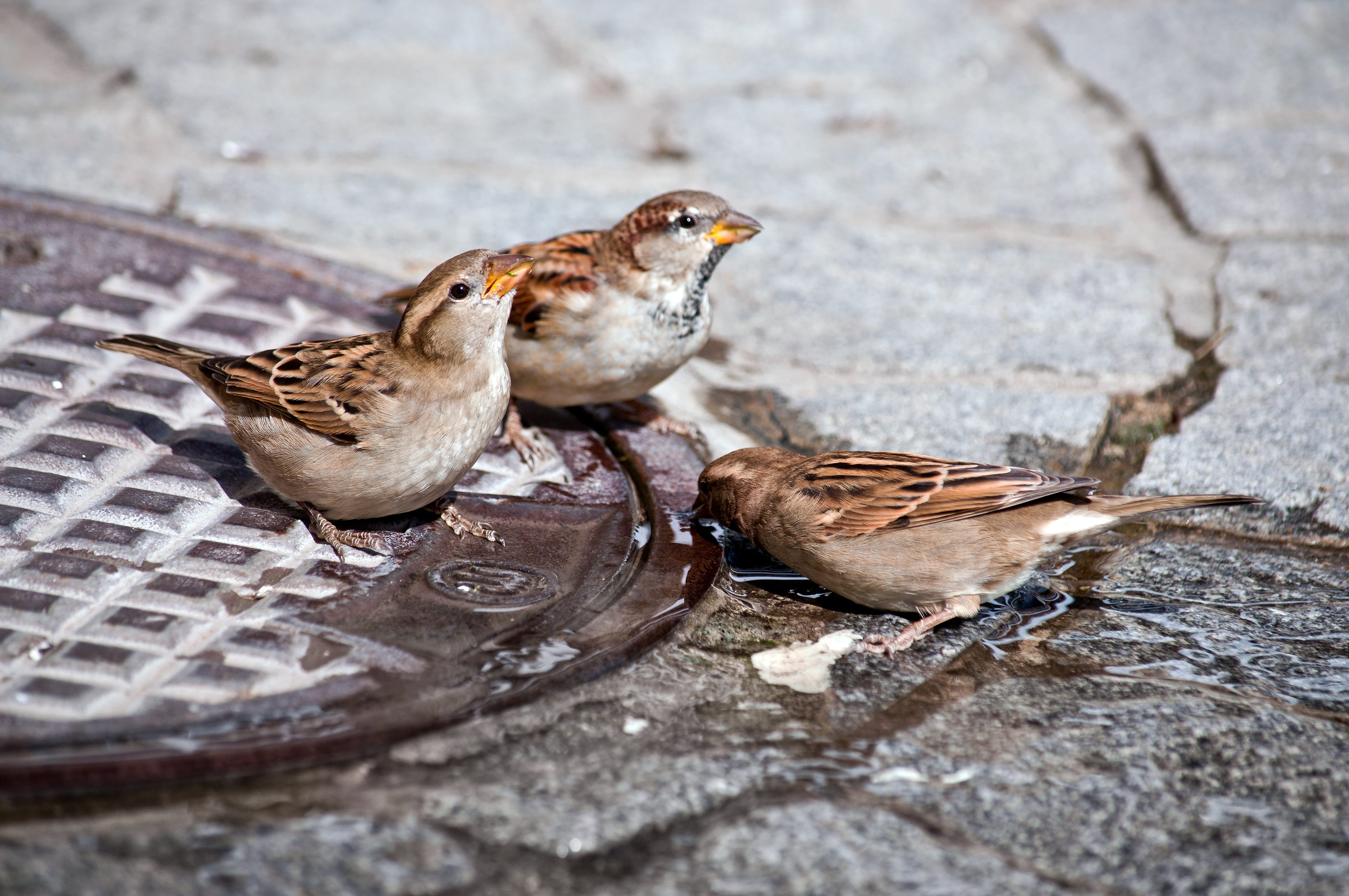 drink, sperling, animal themes, cute, animal, group of animals, animal wildlife, no people, food and drink, sparrow, sunshine, family, animal world, close up, HD Wallpaper