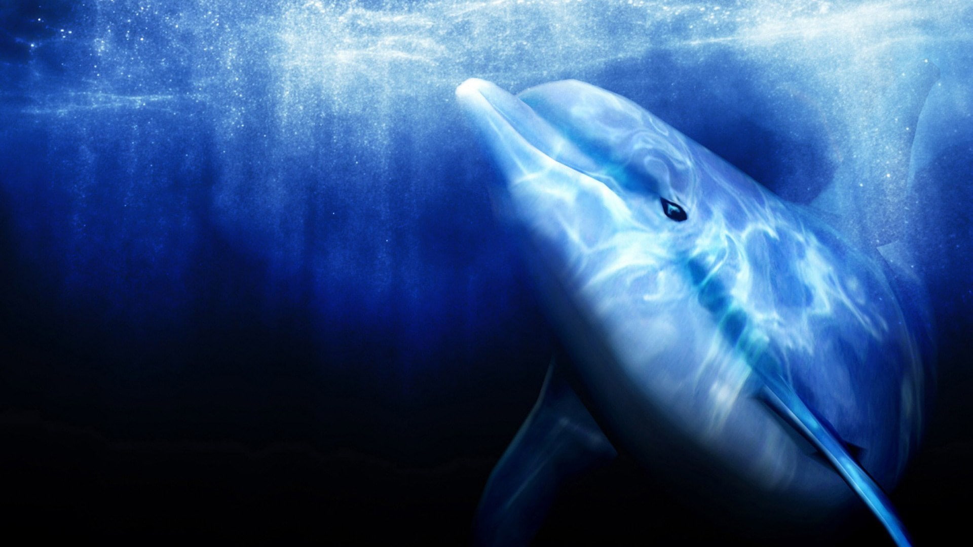 ecco the dolphin, 1080P, HD Wallpaper