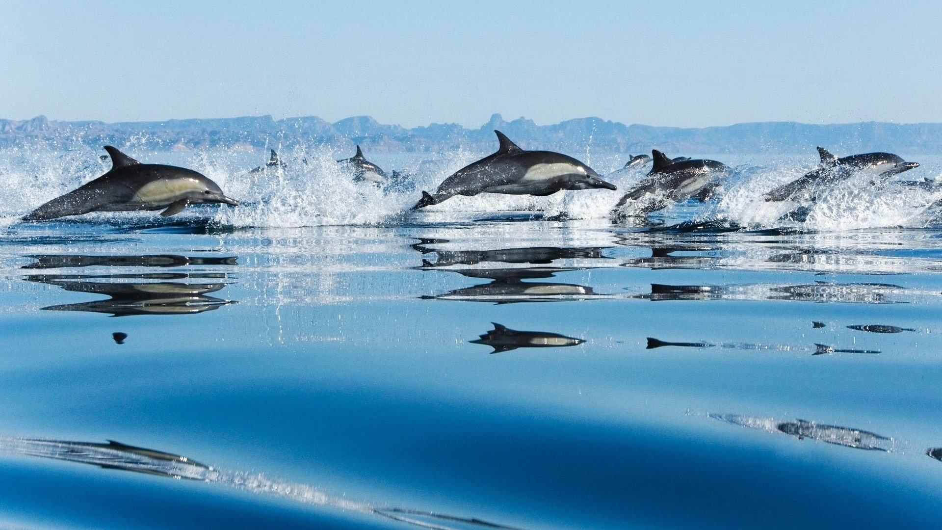splash, dolphin, animals, 1080P, hd, fish, HD Wallpaper