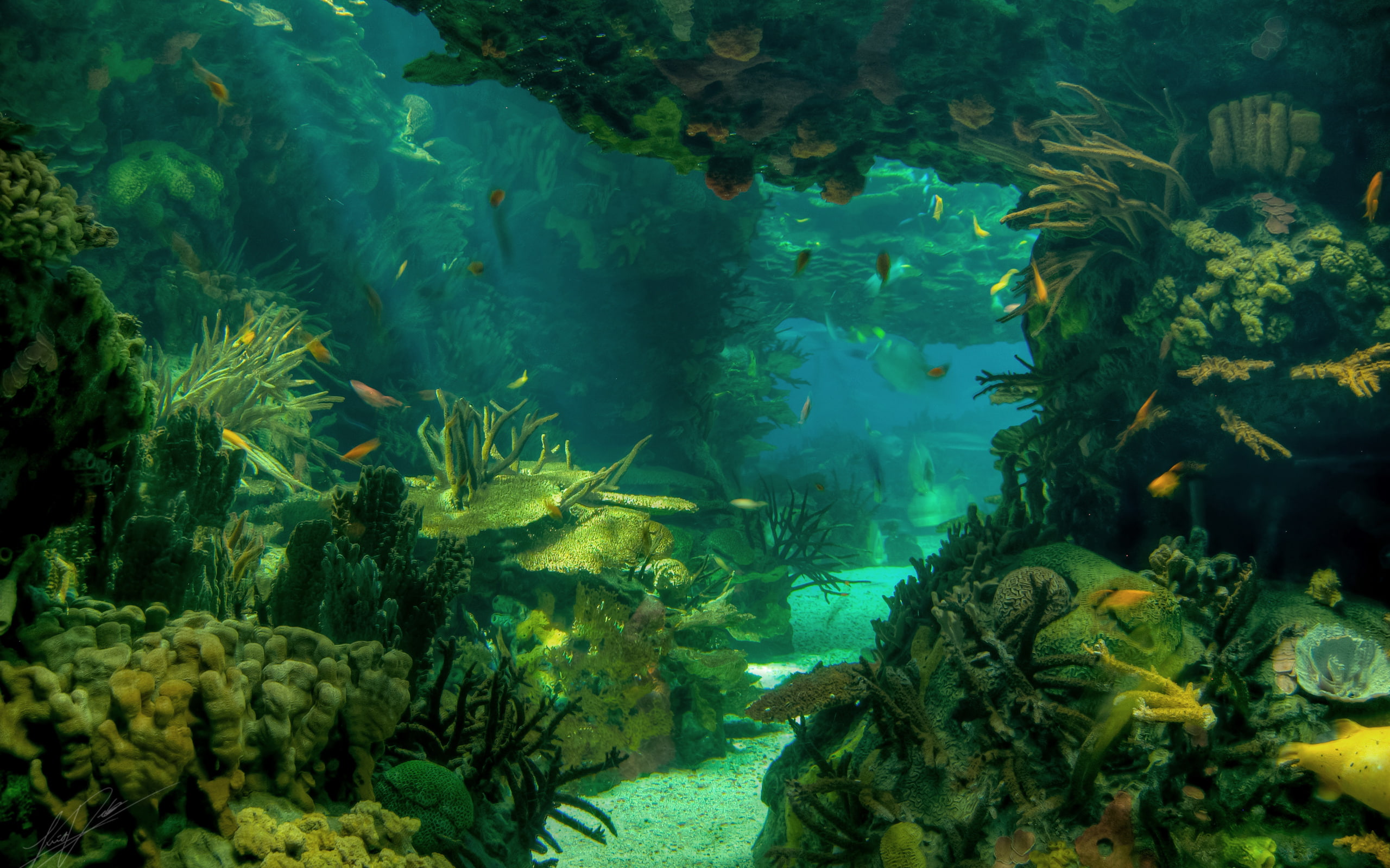 2K, landscape, underwater, ocean, seabed, fish, sea, HD Wallpaper