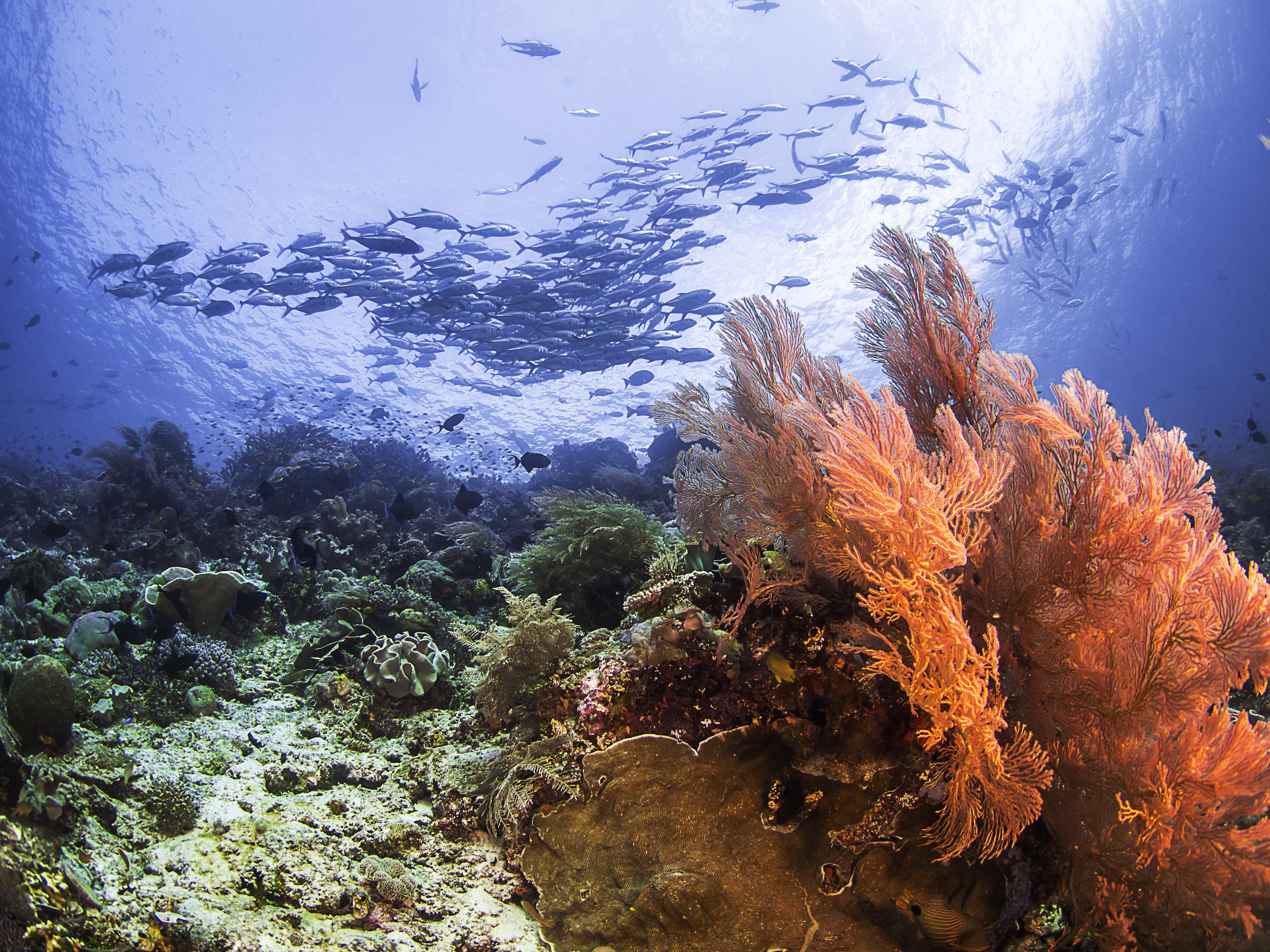 Reefs, reef, water, no people, undersea, beauty in nature, marine, sea, nature, Coral, Seabed, scenics - nature, animal wildlife, underwater, animals in the wild, HD Wallpaper