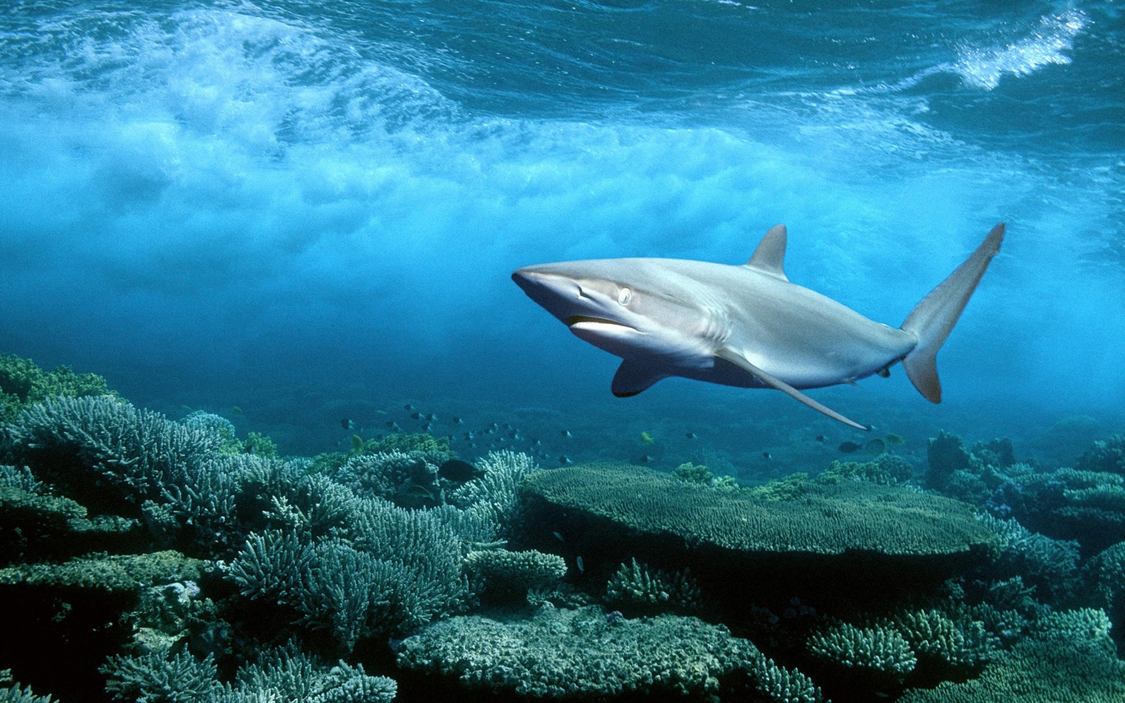 fish, animal wildlife, nature, underwater, hd, vertebrate, seabed, animal, water, animals in the wild, sea life, undersea, one animal, 4K, coral, HD Wallpaper