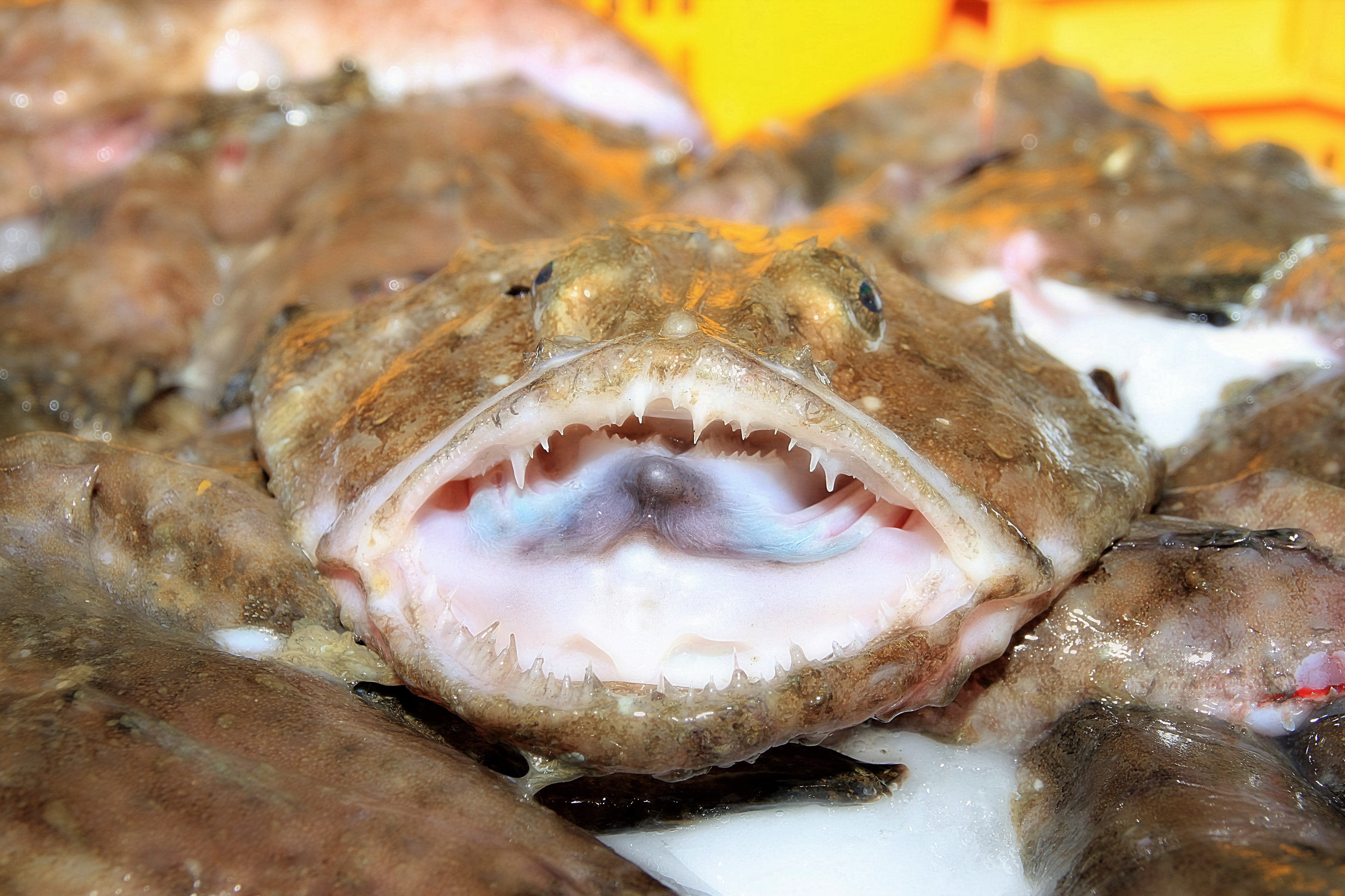 fishing, close-up, animal eye, animals in the wild, one animal, food, 4K, monkfish, indoors, seabed, mouth open, animal body part, fish, animal wildlife, HD Wallpaper
