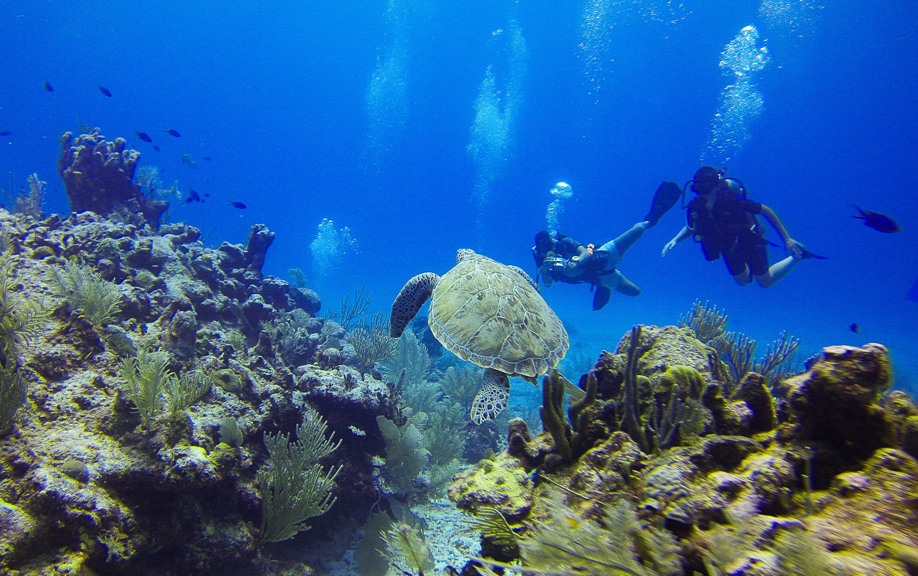 tortoise, underwater diving, corals, underwater, animals in the wild, fish, sport, diving suit, animal wildlife, aquatic sport, sea life, sea, Turtle, Seabed, HD Wallpaper