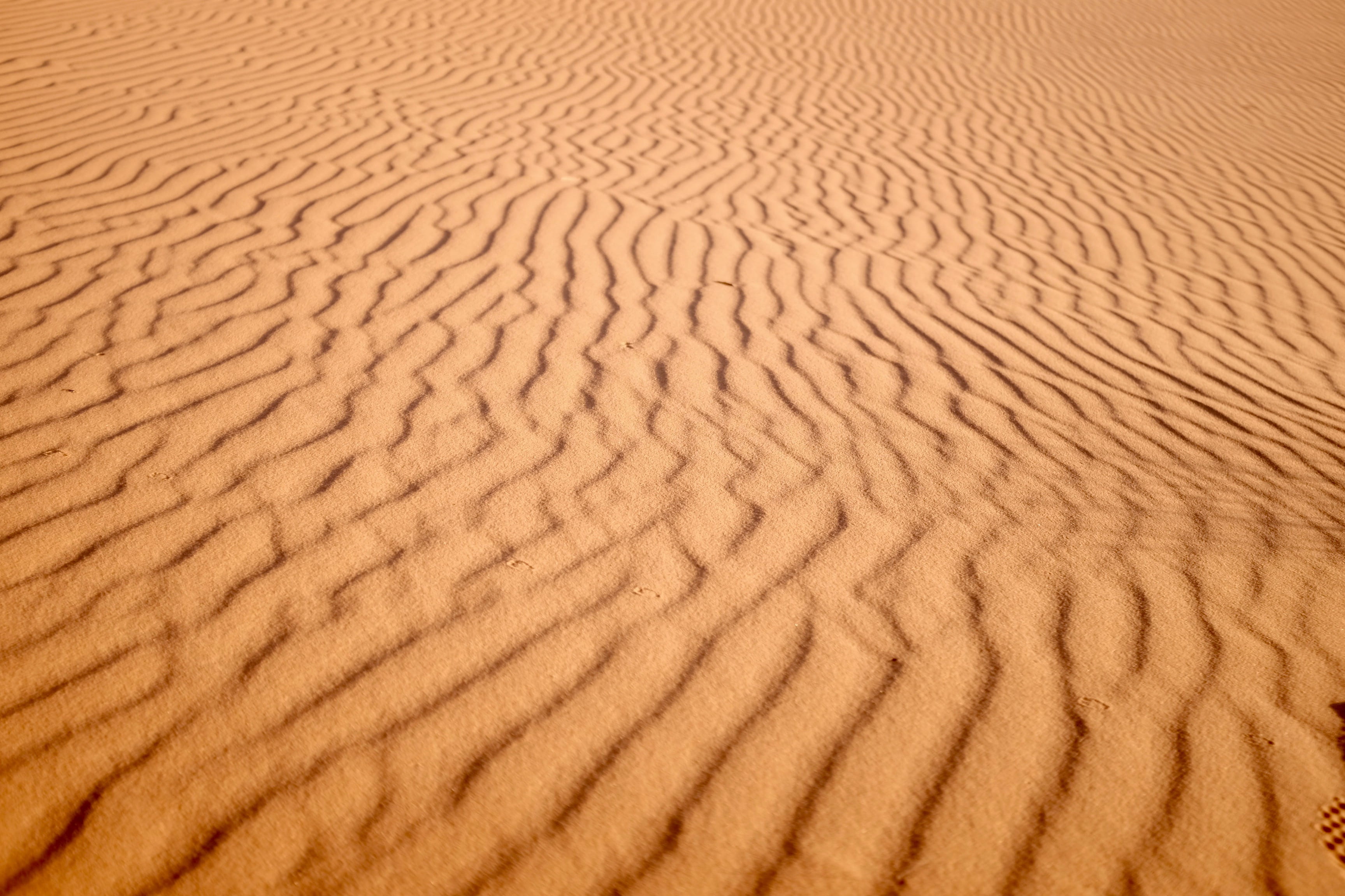 dune, desert, photo, arid climate, focus, sand, natural pattern, environment, no people, land, nature, landscape, expanse, scenics - nature, beauty in nature, HD Wallpaper