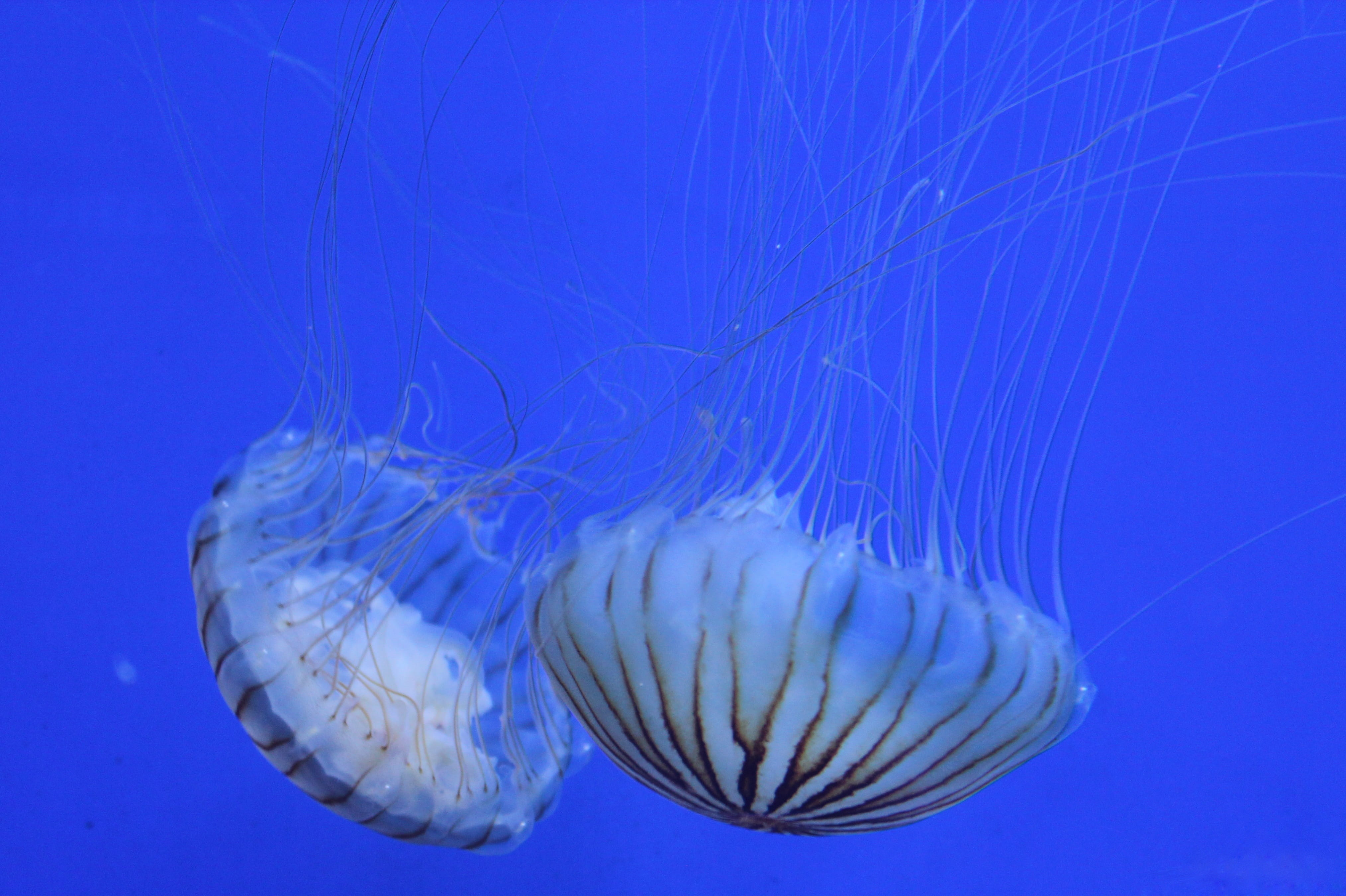Jellyfish, animal themes, 4K, animals in the wild, close-up, no people, one animal, wildlife, Ocean, two, Seabed, blue, floating on water, blue background, HD Wallpaper