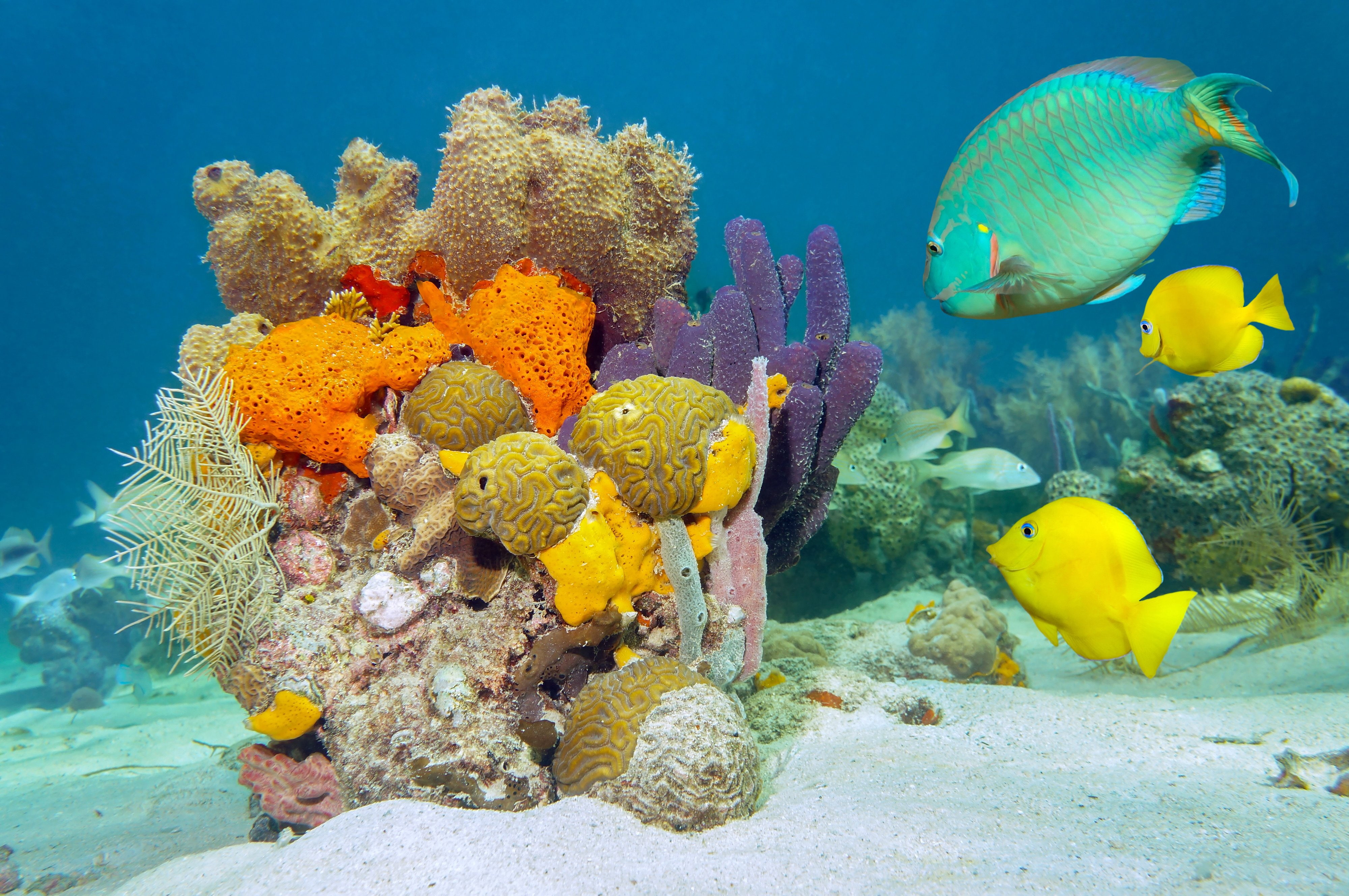 animal, undersea, tropical, swimming, Coral, no people, water, Seabed, vertebrate, group of animals, sea, ecosystem, nature, underwater, fish, seaaeyaey, HD Wallpaper