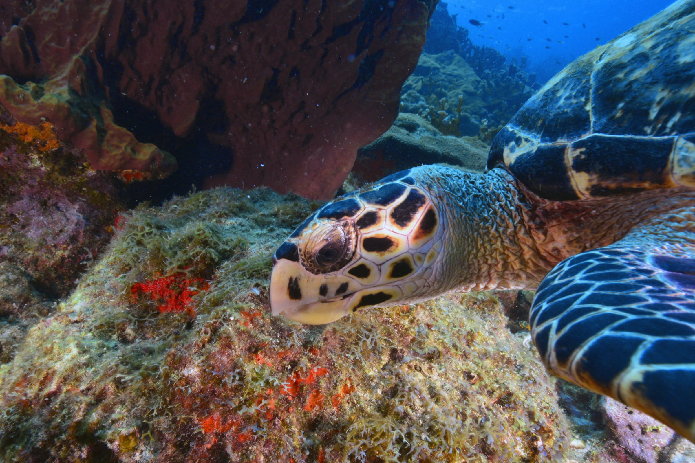 animals in the wild, animal eye, turtle, one animal, underwater, nature, water, coral, animal, sea, undersea, sea life, 1080P, animal wildlife, swimming, HD Wallpaper