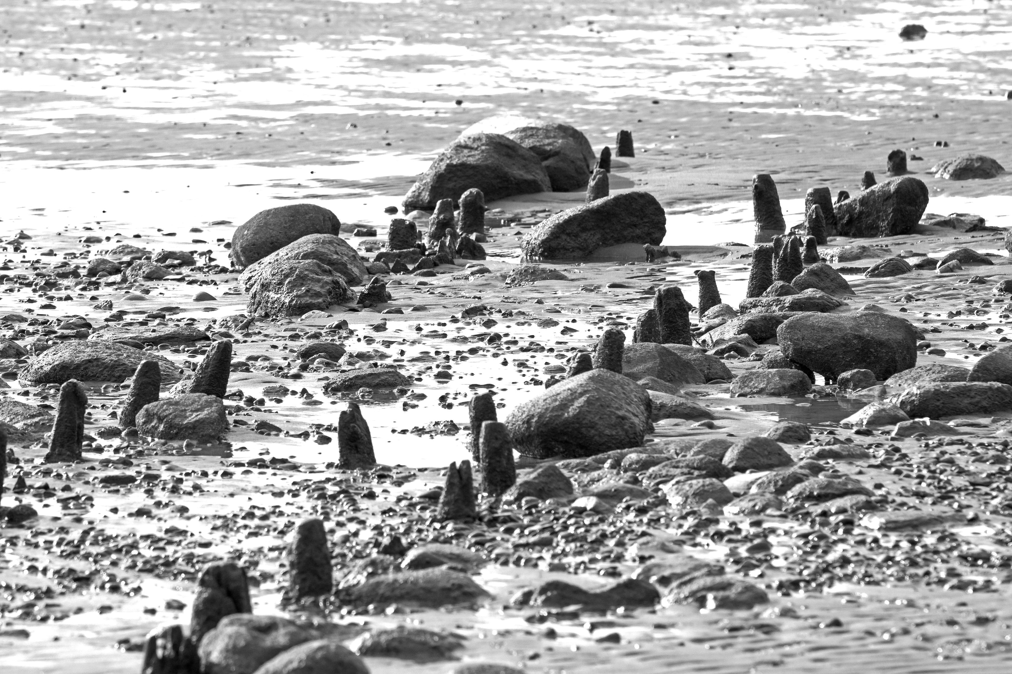day, vertebrate, black, the seabed, animal wildlife, crowd, beach, coastal, contrast, rock - object, animals in the wild, nature, animal, animal themes, HD Wallpaper