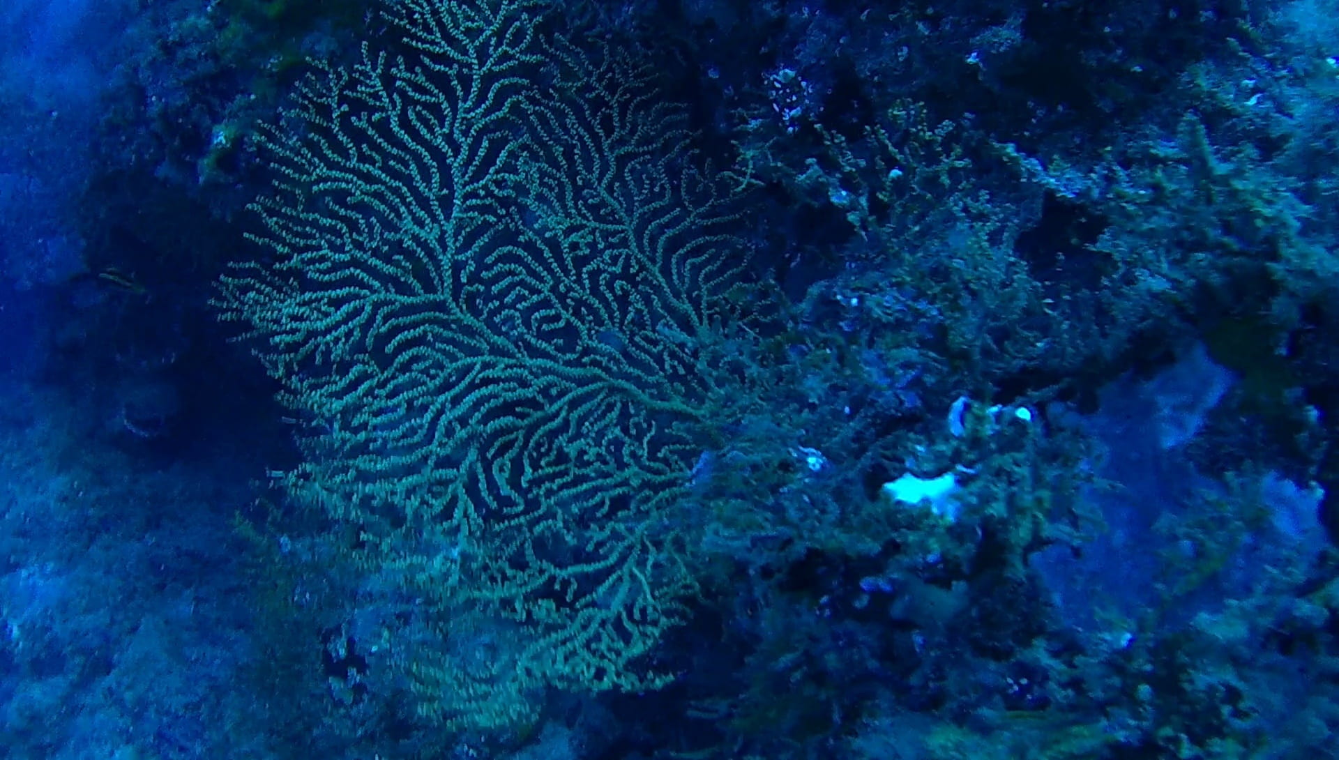 ocean, nature, swimming, ecosystem, animals in the wild, blue, marine, no people, invertebrate, 1080P, animal themes, seabed, water, reef, underwater, HD Wallpaper