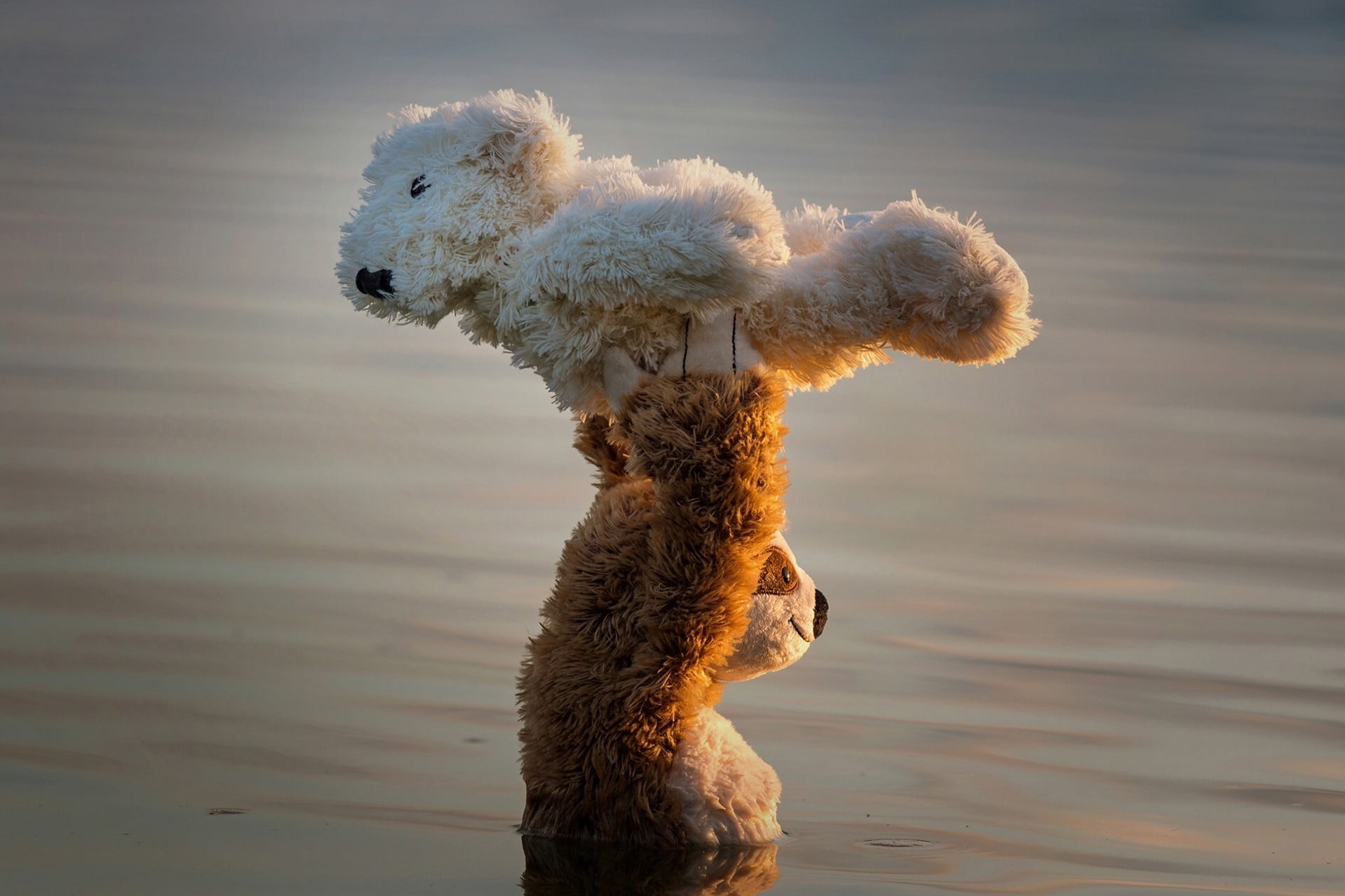 water, couple, animal, day, domestic animals, looking away, teddy bears, imagination, focus on foreground, domestic, 1080P, nature, close-up, one animal, HD Wallpaper