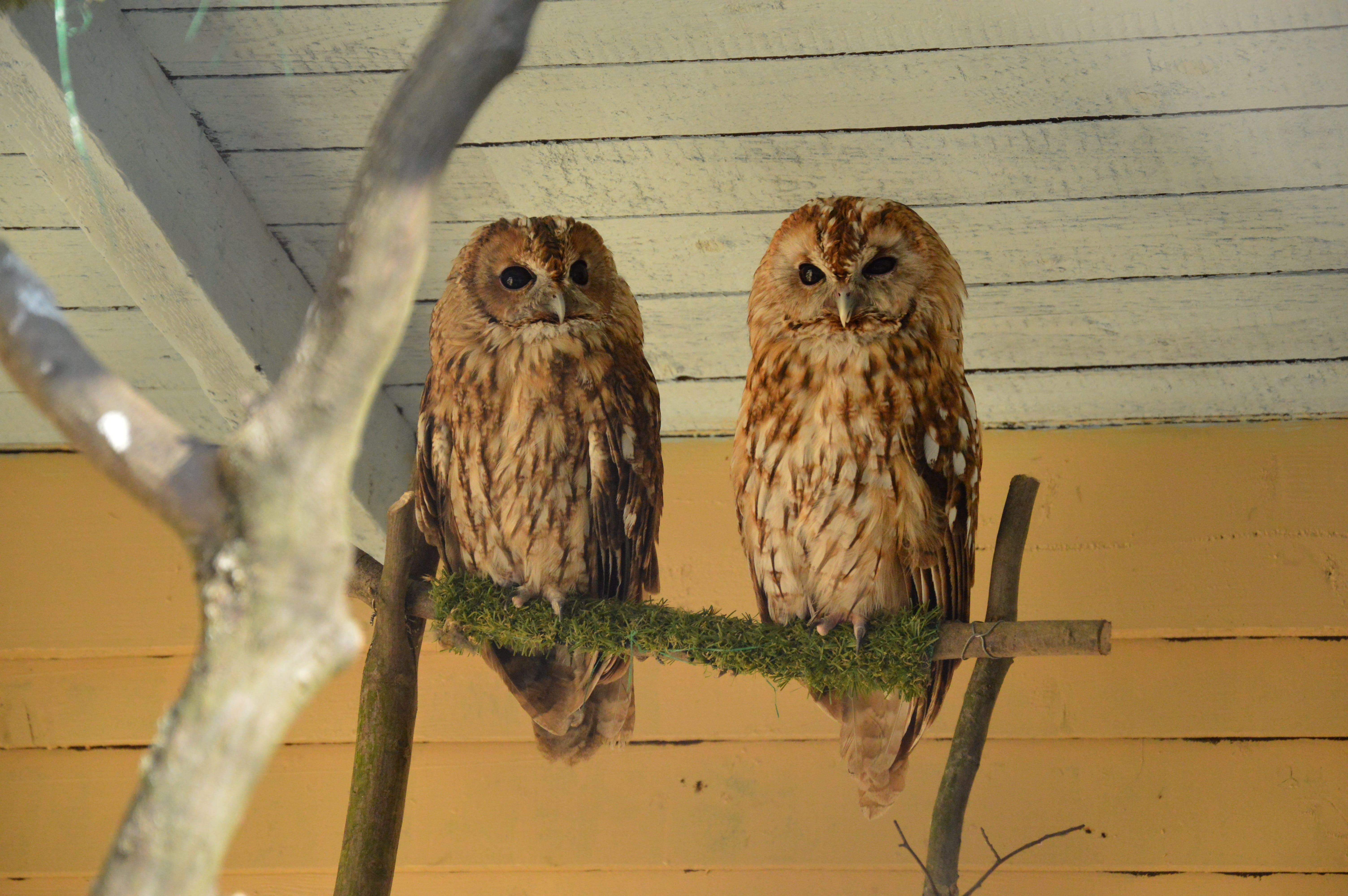bough, looking at camera, vertebrate, owl, outdoors, Animal, predator, regardless of whether the, Forest, perching, portrait, pen, group of animals, day, HD Wallpaper